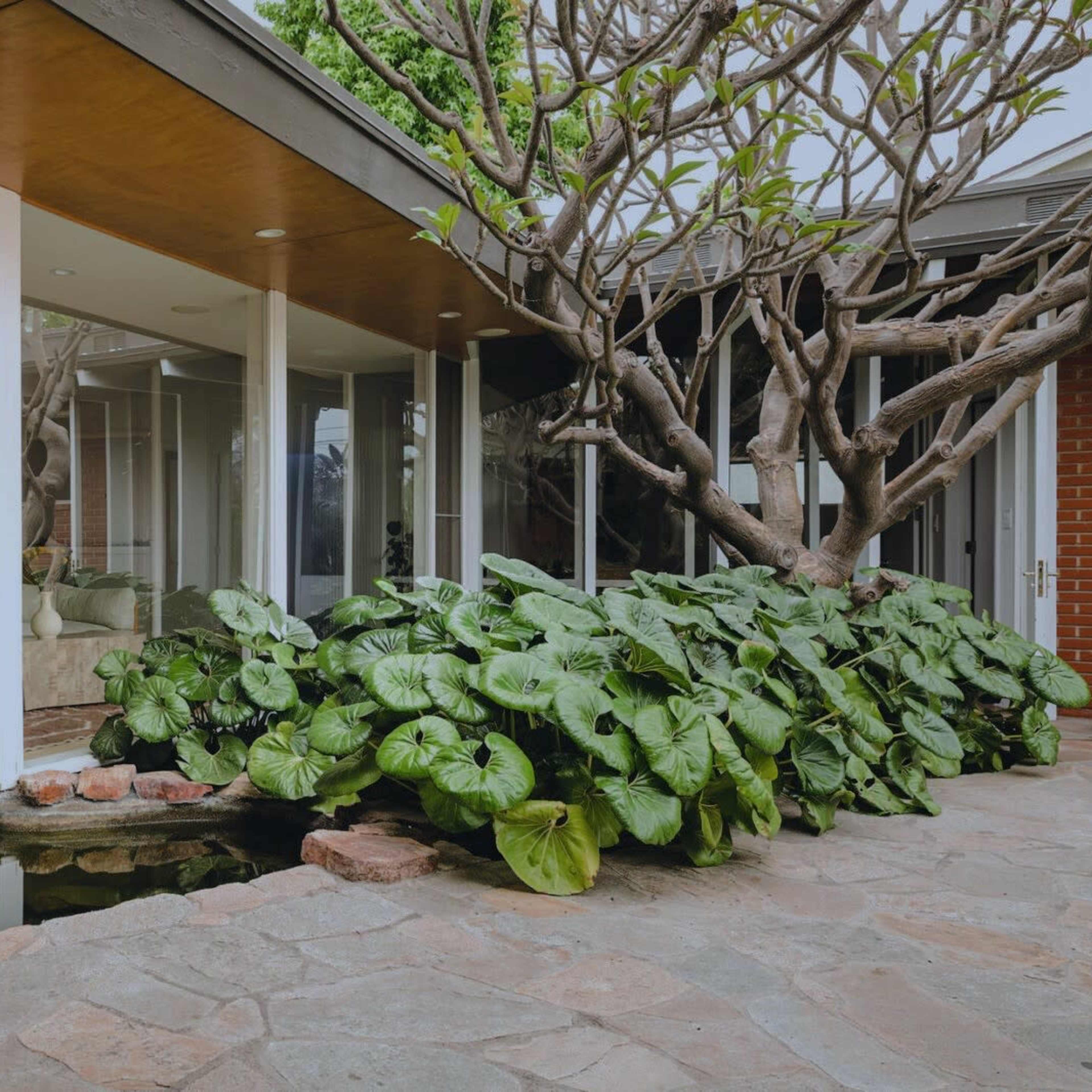 Bright Mid-Century Modern Home With Indoor Koi Pond, Large Pool and Outdoor Space Image in Bixby Knolls, Long Beach, CA