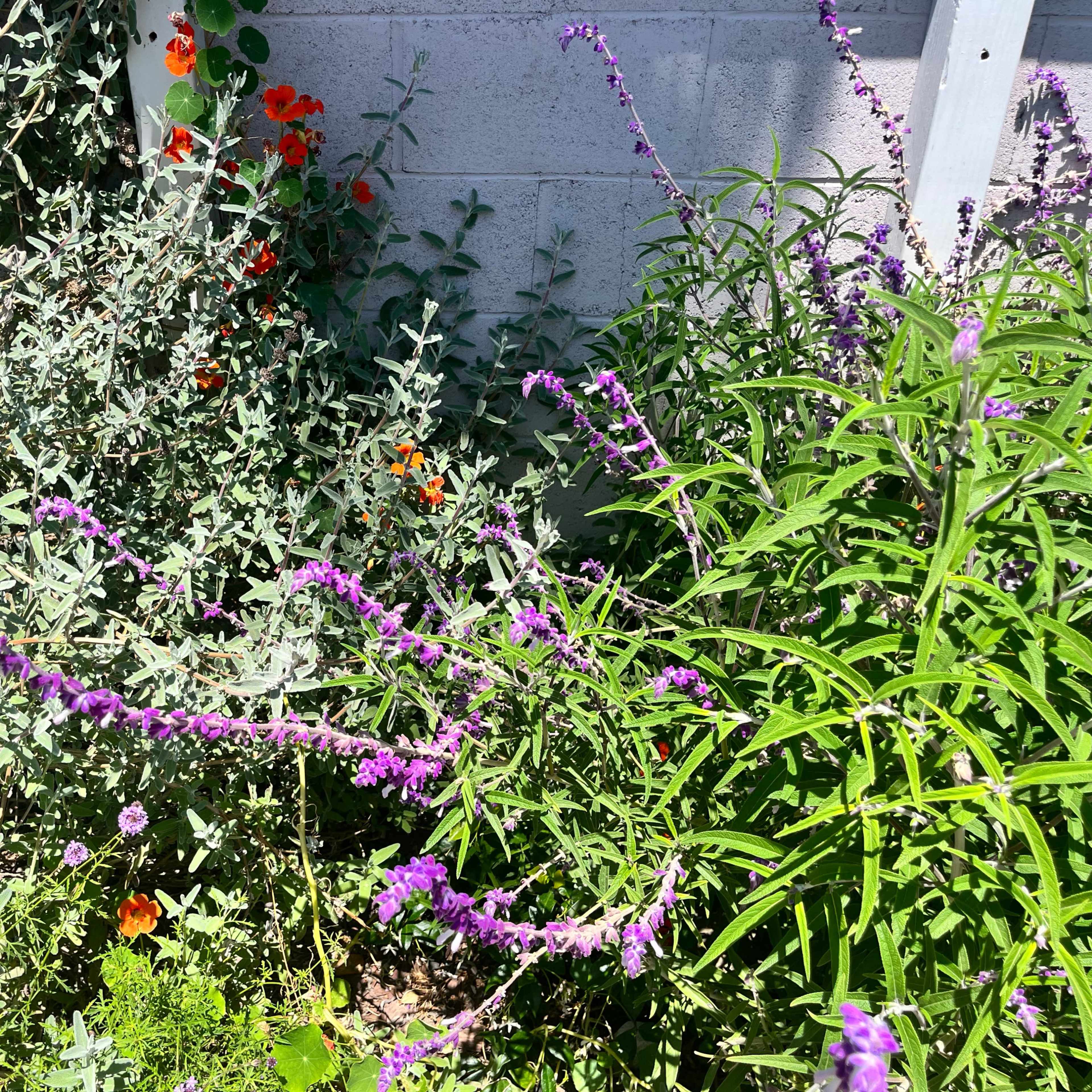 A cluster of purple flowers grows amidst green foliage and a gray wall in a garden setting.