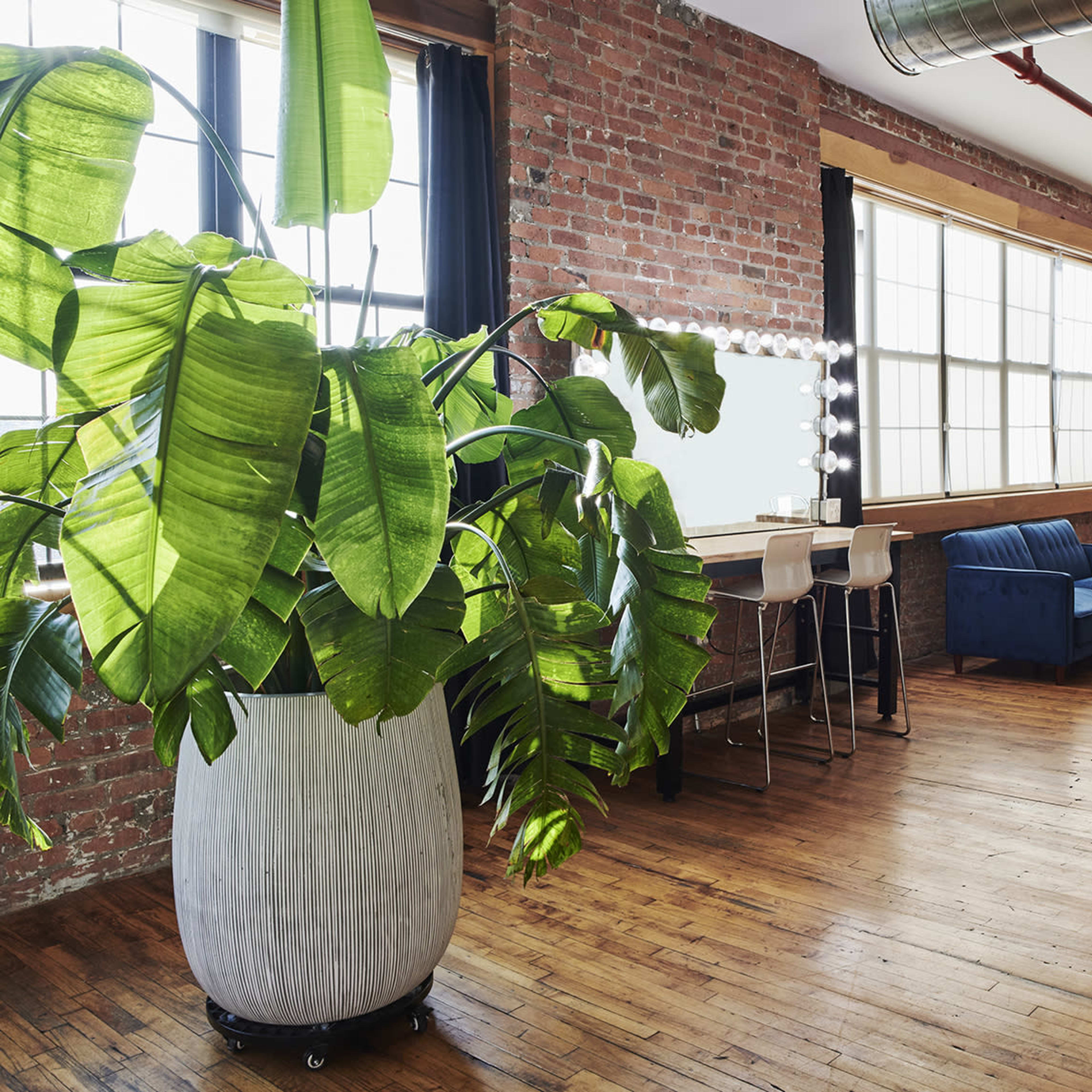 Matka Sosna: Spacious Super Bright Bushwick L Train Studio 🌴 Free Profoto+ARRI Lighting 🌴 Tropical Jungle 🌴 w/Hardwood Floors 15’ Ceilings / Profoto Image in East Williamsburg, Brooklyn, NY