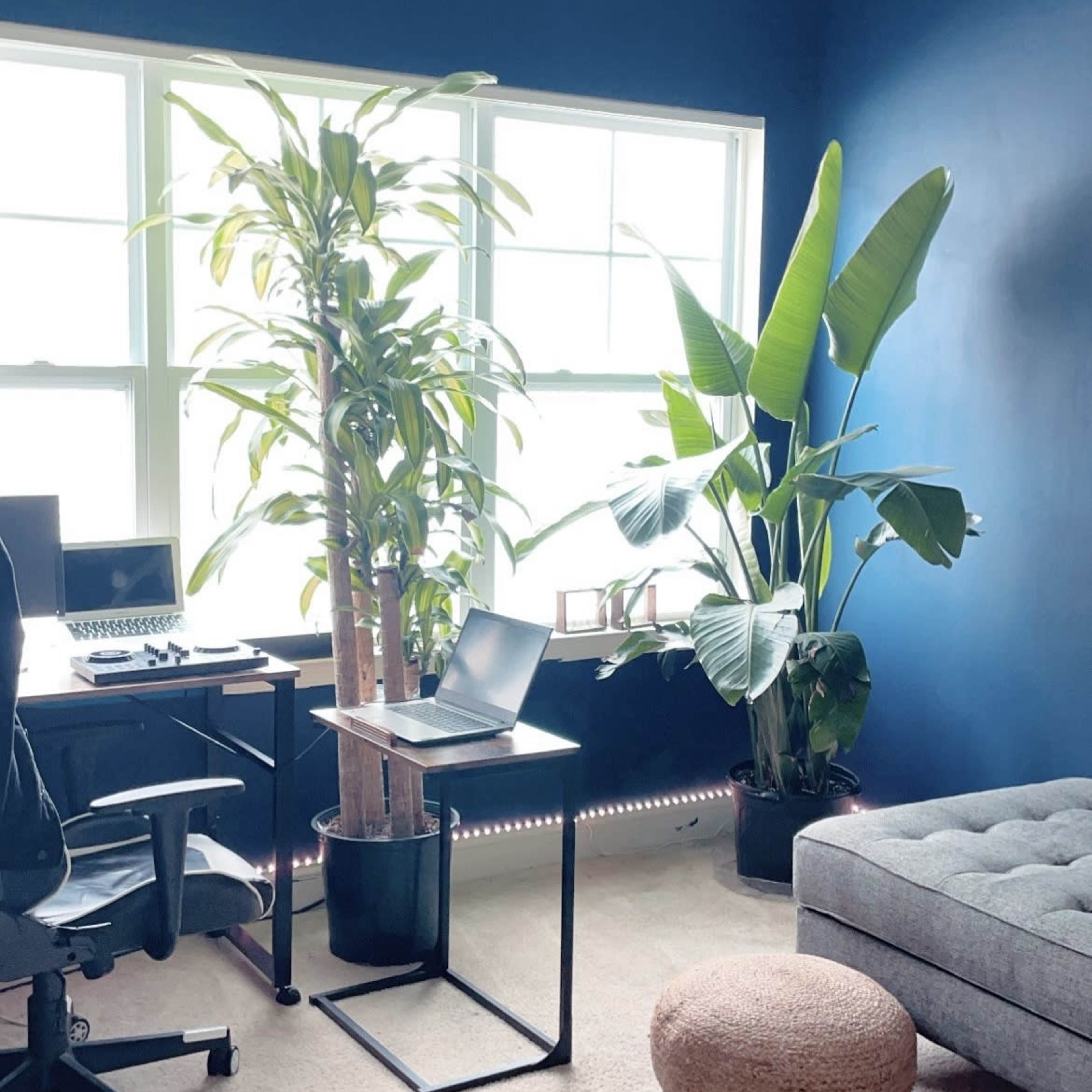 A workspace featuring a desk with a laptop, black office chair, and two large indoor plants, situated in a room with blue walls and natural light from three windows.