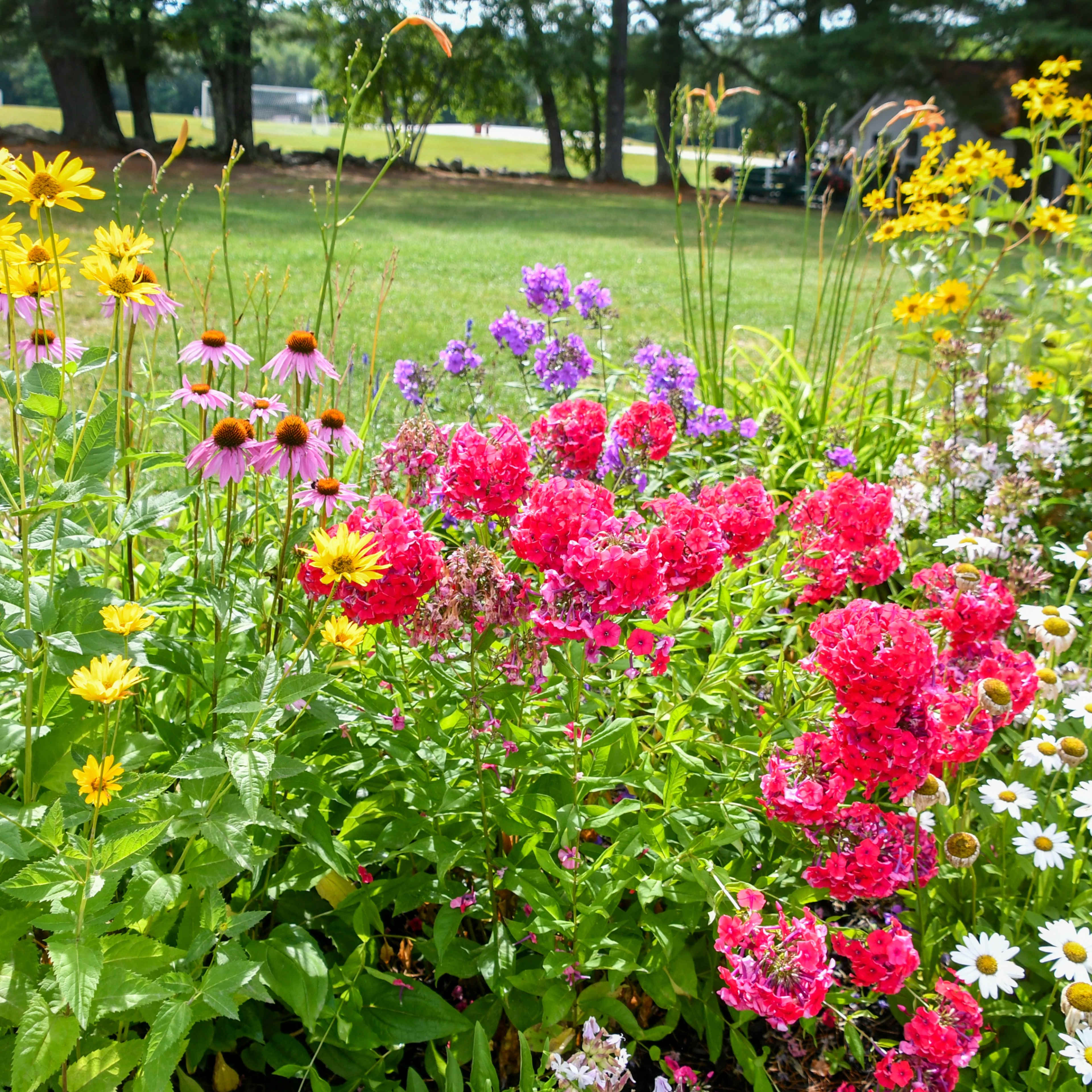 A vibrant flower bed features a variety of colorful blooms, including pink, yellow, and purple flowers, set against a green lawn and trees in the background.