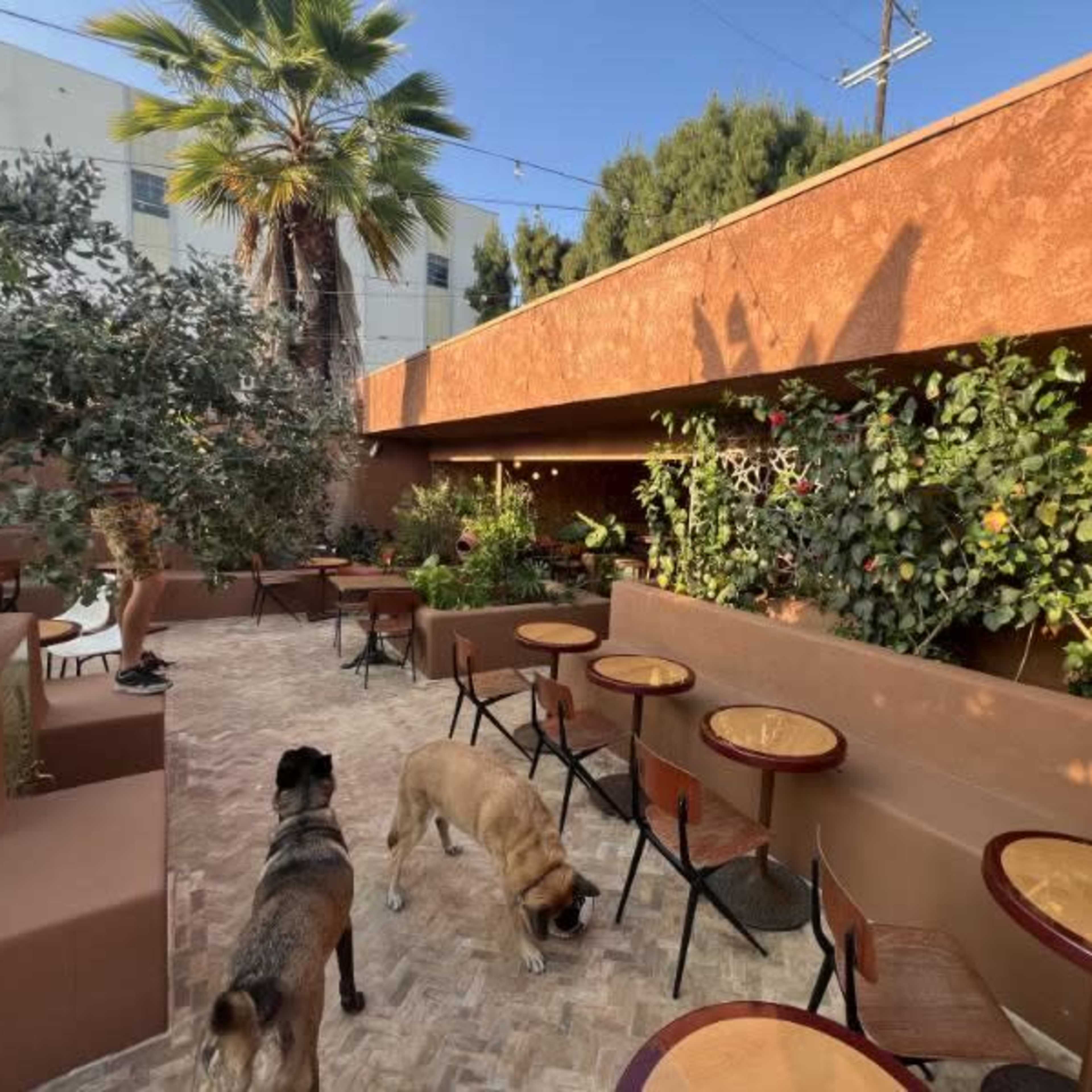 A patio area of a cafe with several tables and chairs, surrounded by plants and two dogs walking along the ground.