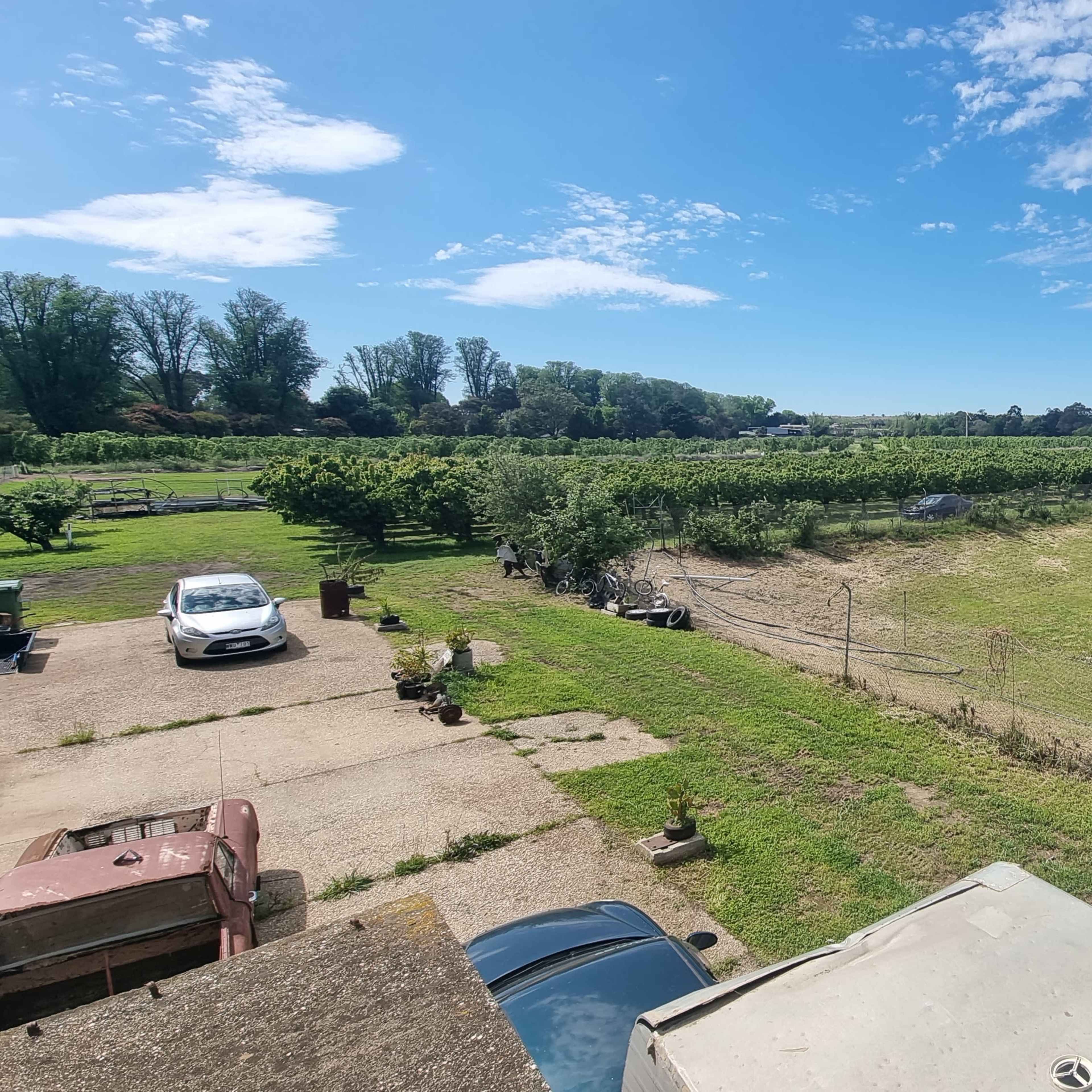 A rural landscape featuring a field with rows of trees, a grassy area, and parked vehicles, all under a blue sky with scattered clouds.