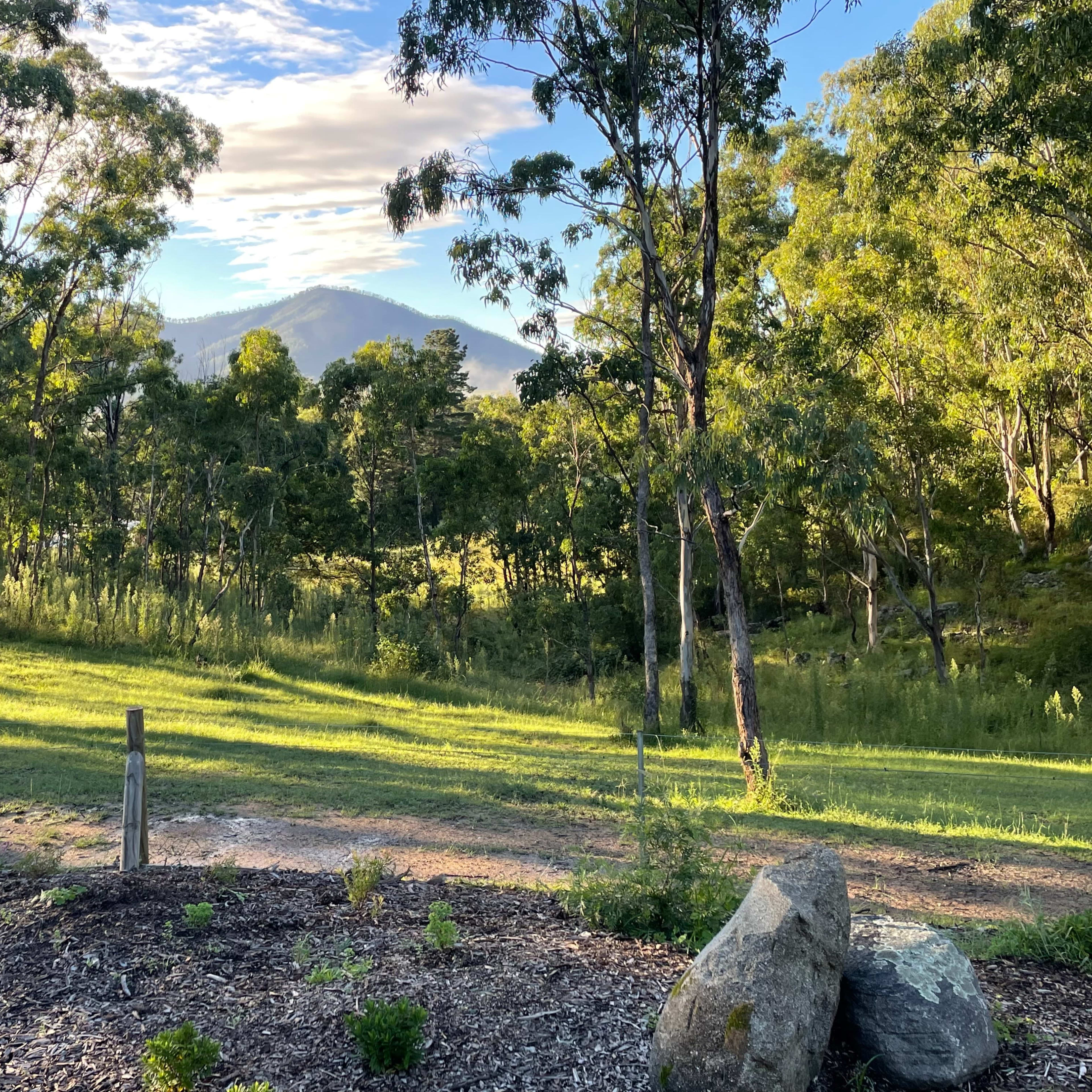 A lush green landscape with tall trees and a mountain in the background under a clear sky.