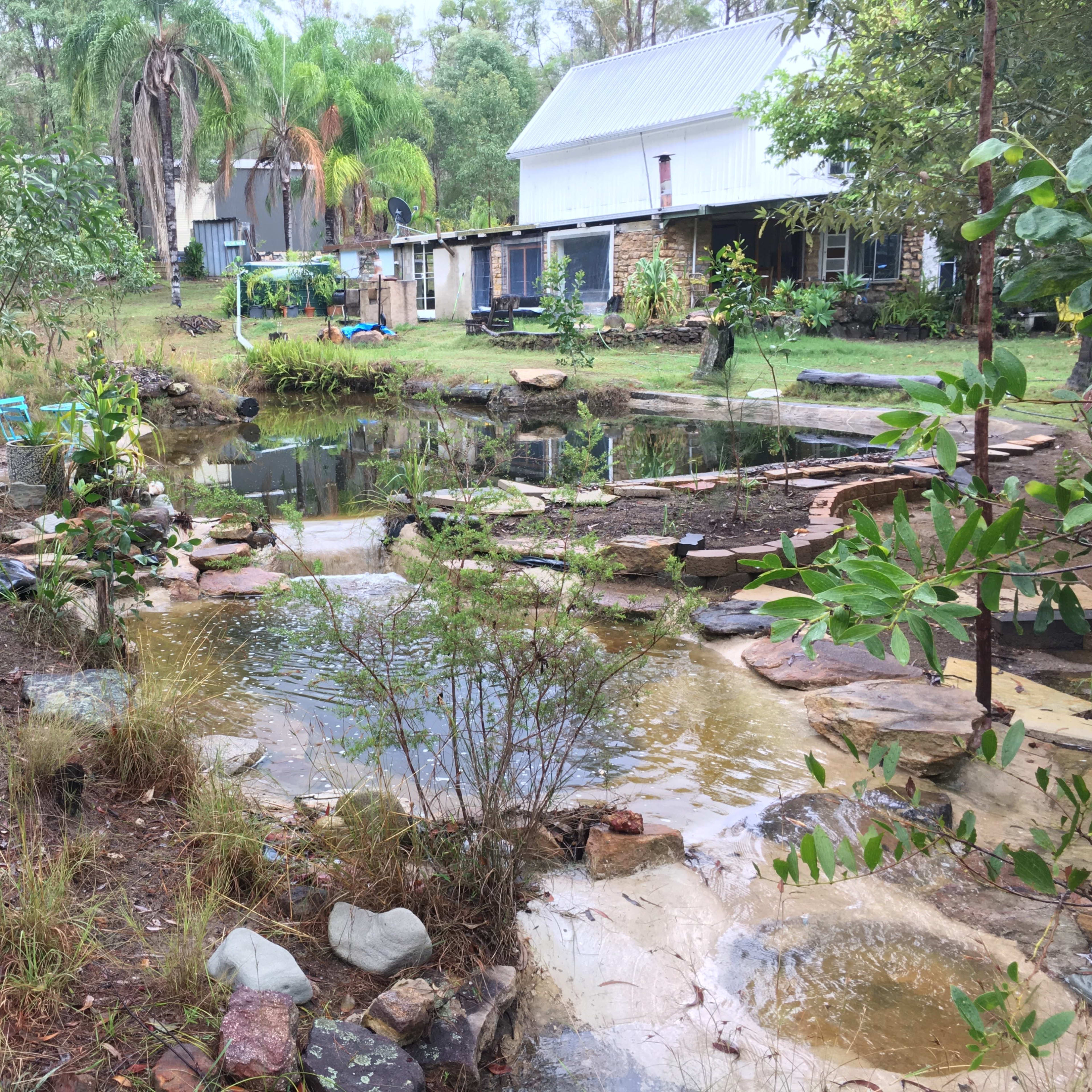 A landscaped garden with a pond surrounded by rocks, grasses, and various plants, with a building visible in the background.