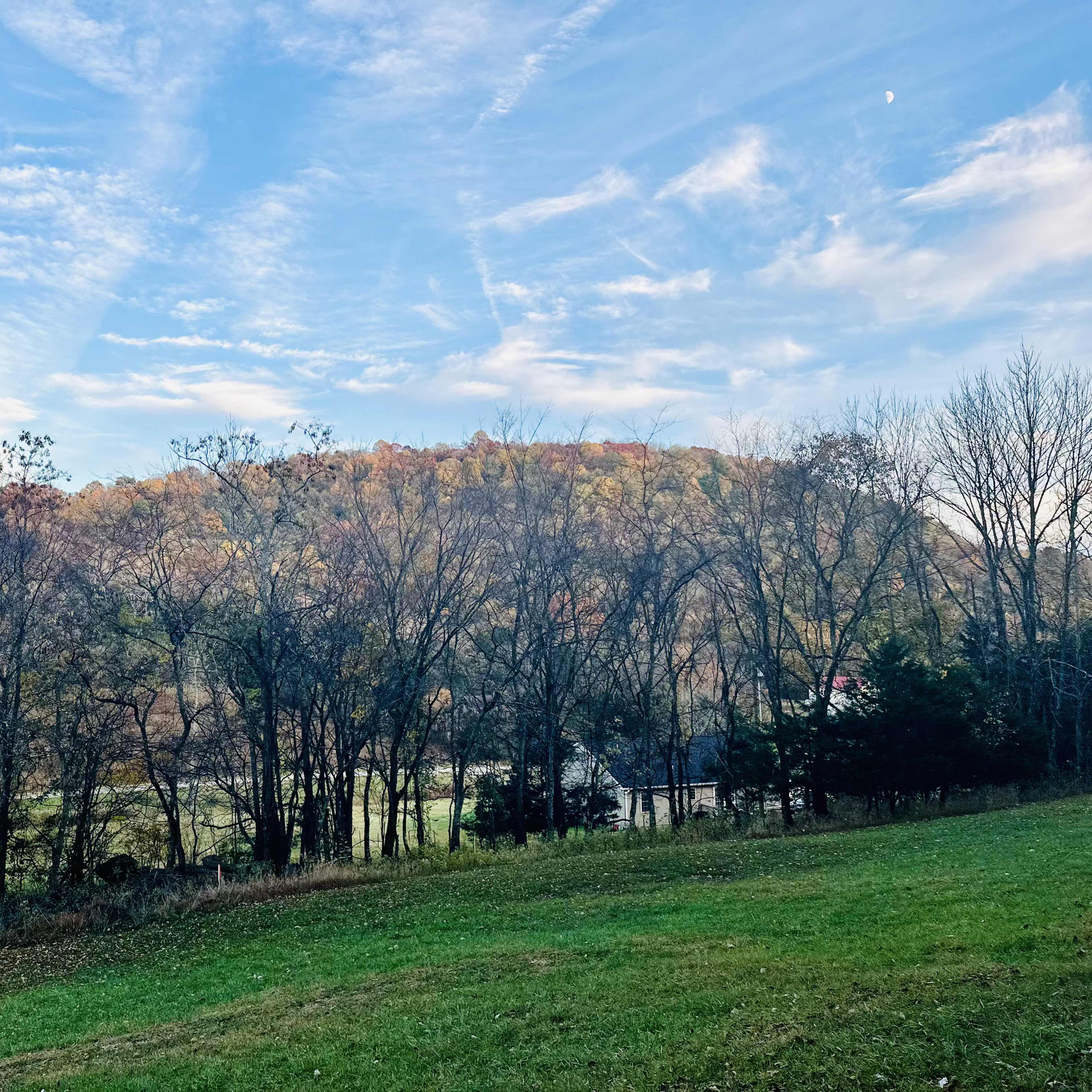 A hillside with trees transitions from green foliage to autumn colors under a clear sky.