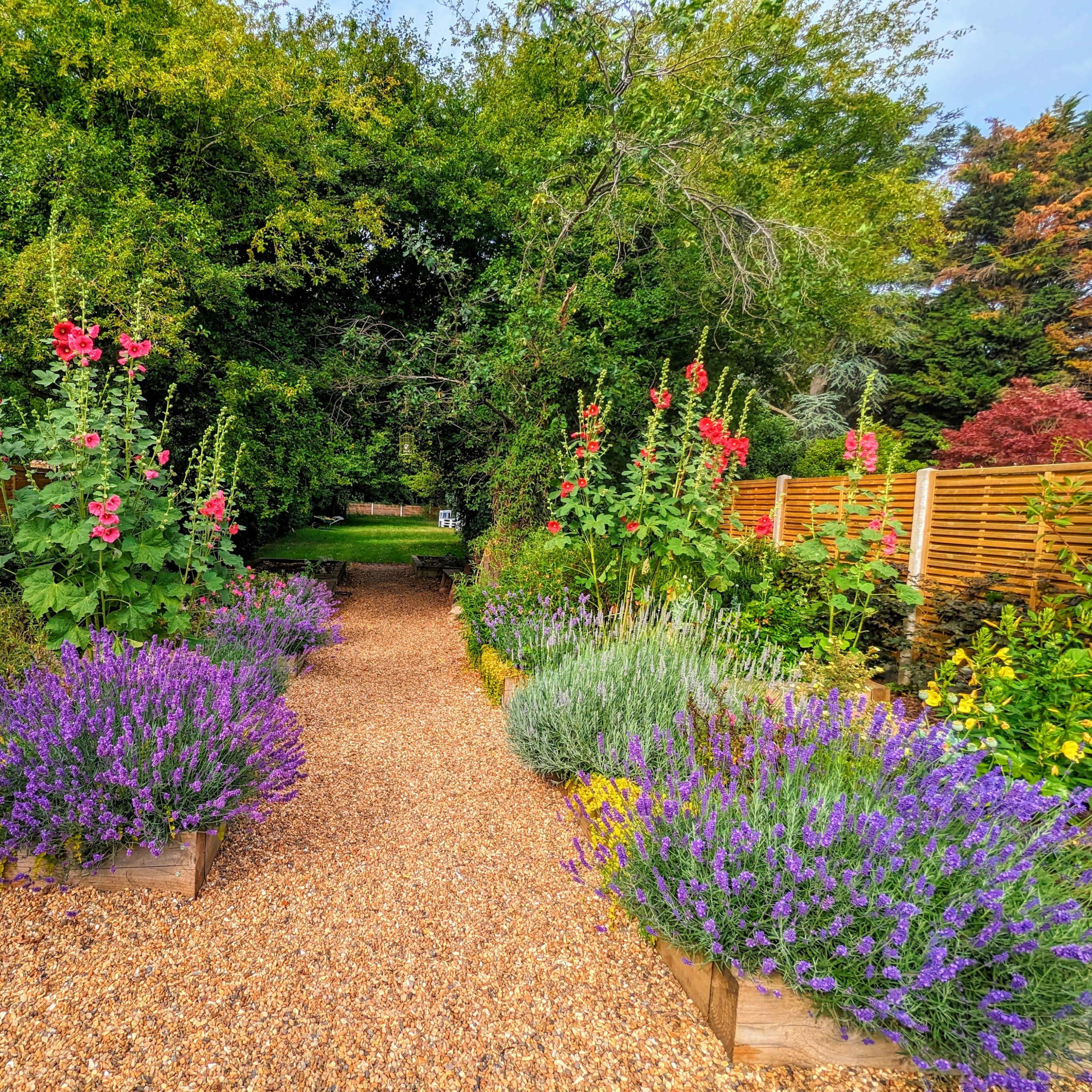 A gravel path lined with vibrant flowers and lavender leads through a lush garden framed by trees and wooden fencing.