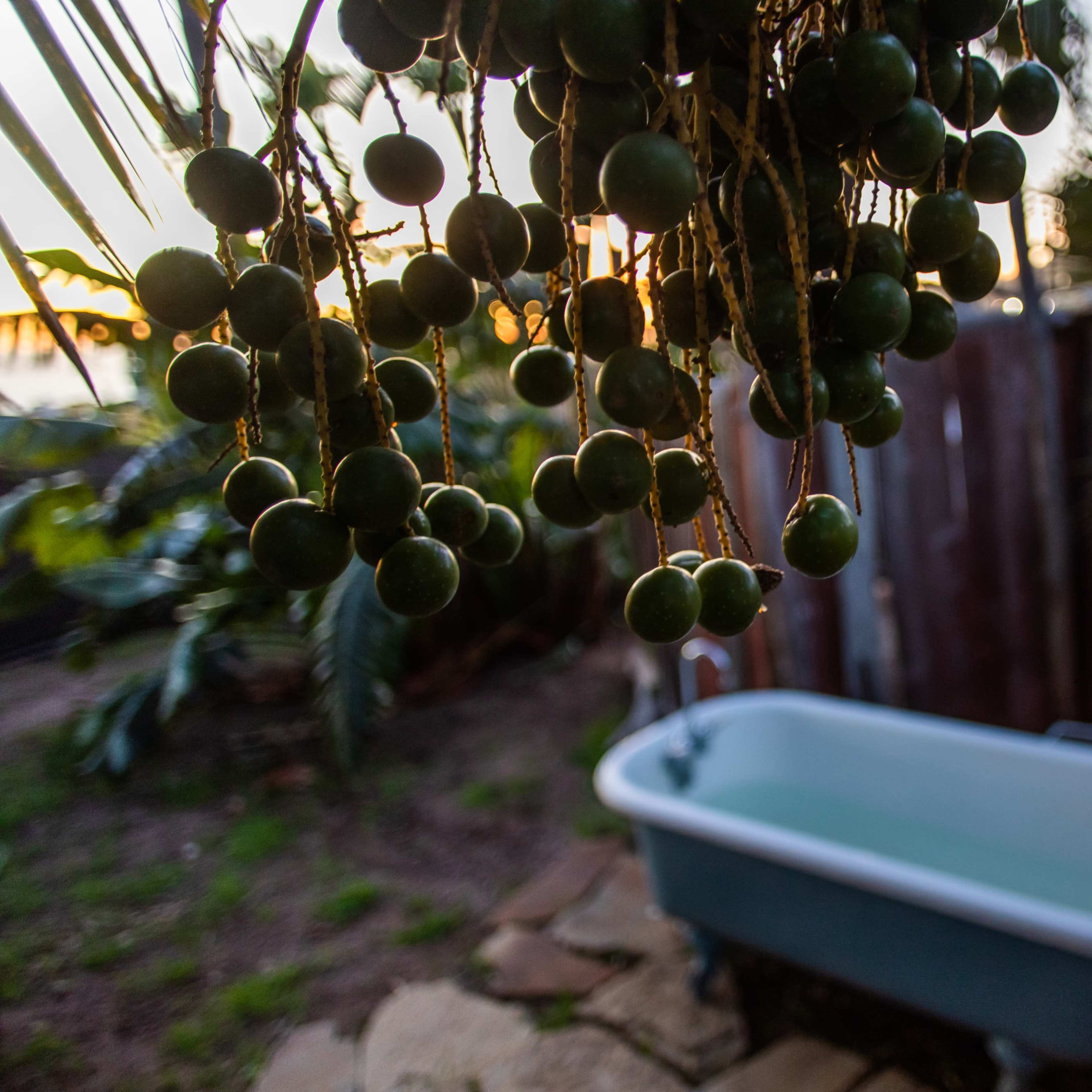 A vintage bathtub sits surrounded by lush greenery and hanging fruit in a natural outdoor setting.