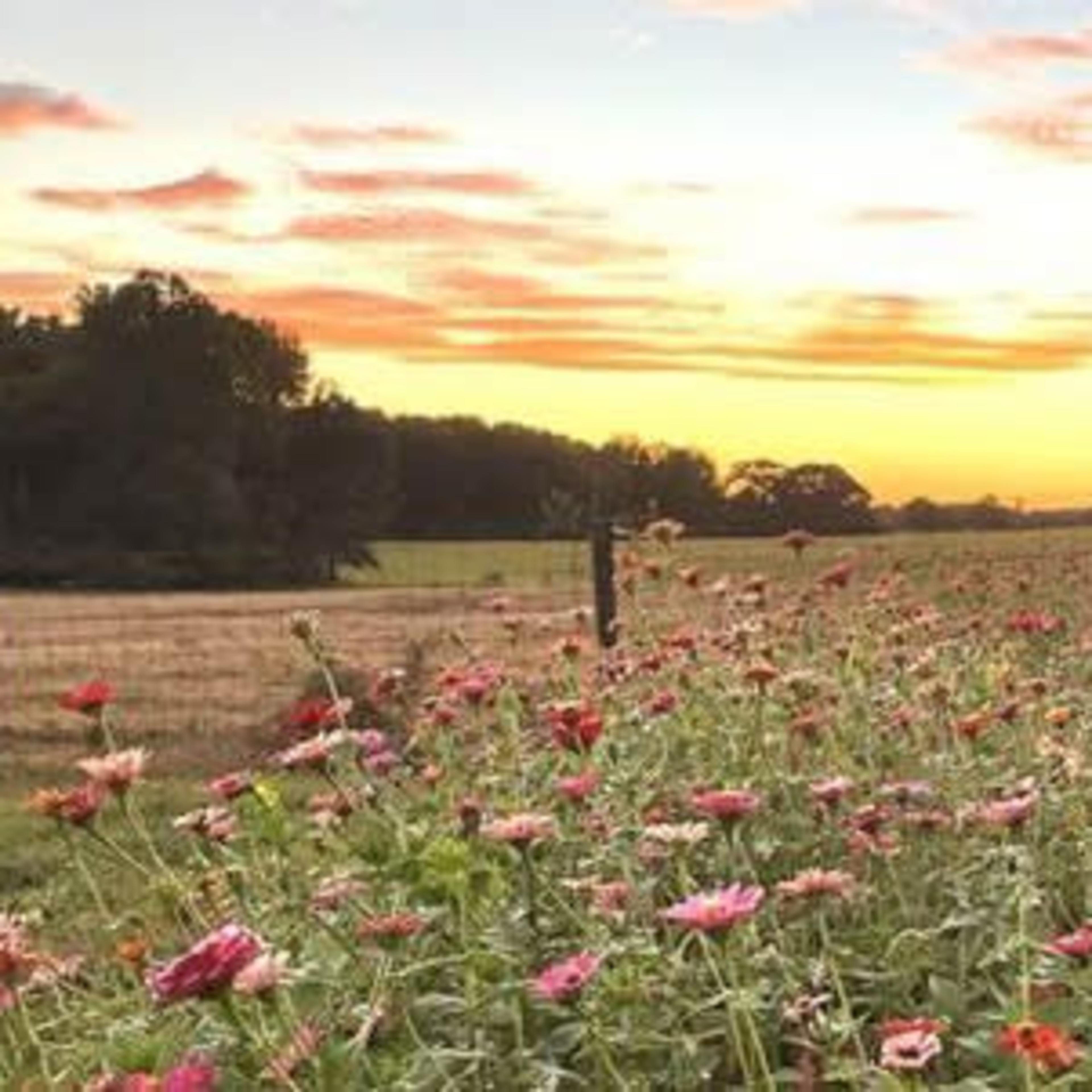 A field of colorful flowers stretches along a fence under a sunset sky with clouds.