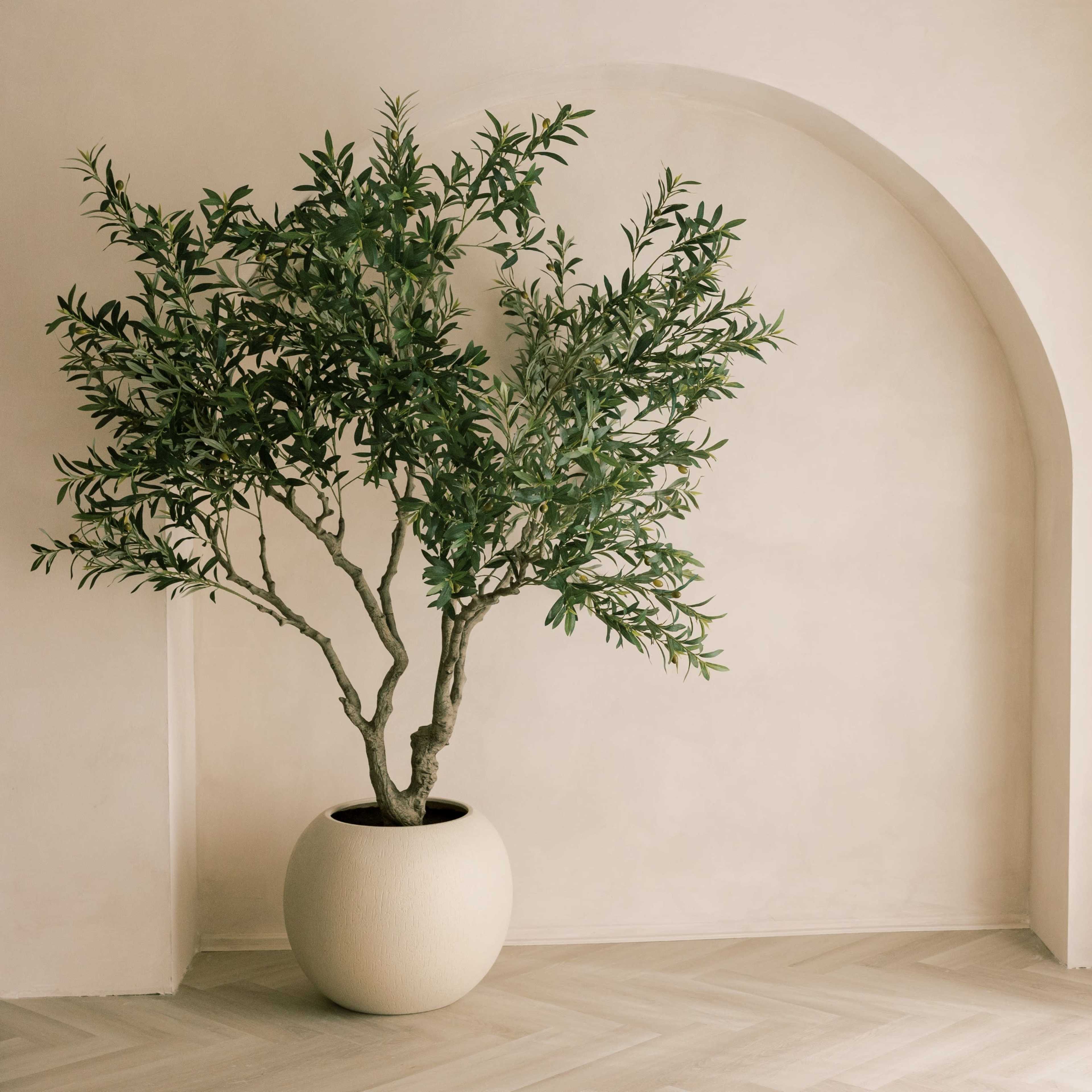A potted olive tree is positioned next to a large, sheer curtain in a minimalistic, softly lit interior space.