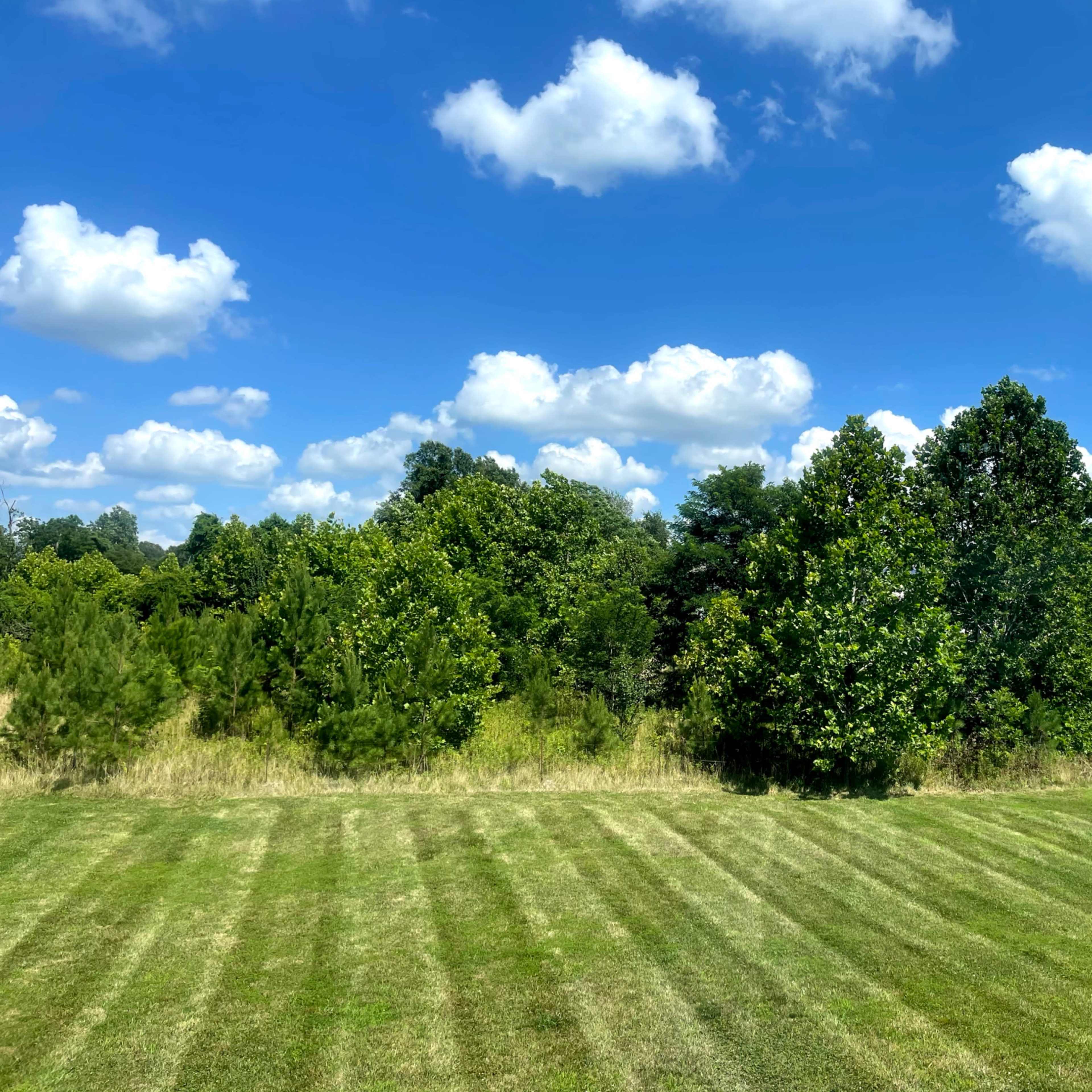 A neatly mowed lawn with striped patterns leads up to a row of trees under a bright blue sky filled with white clouds.