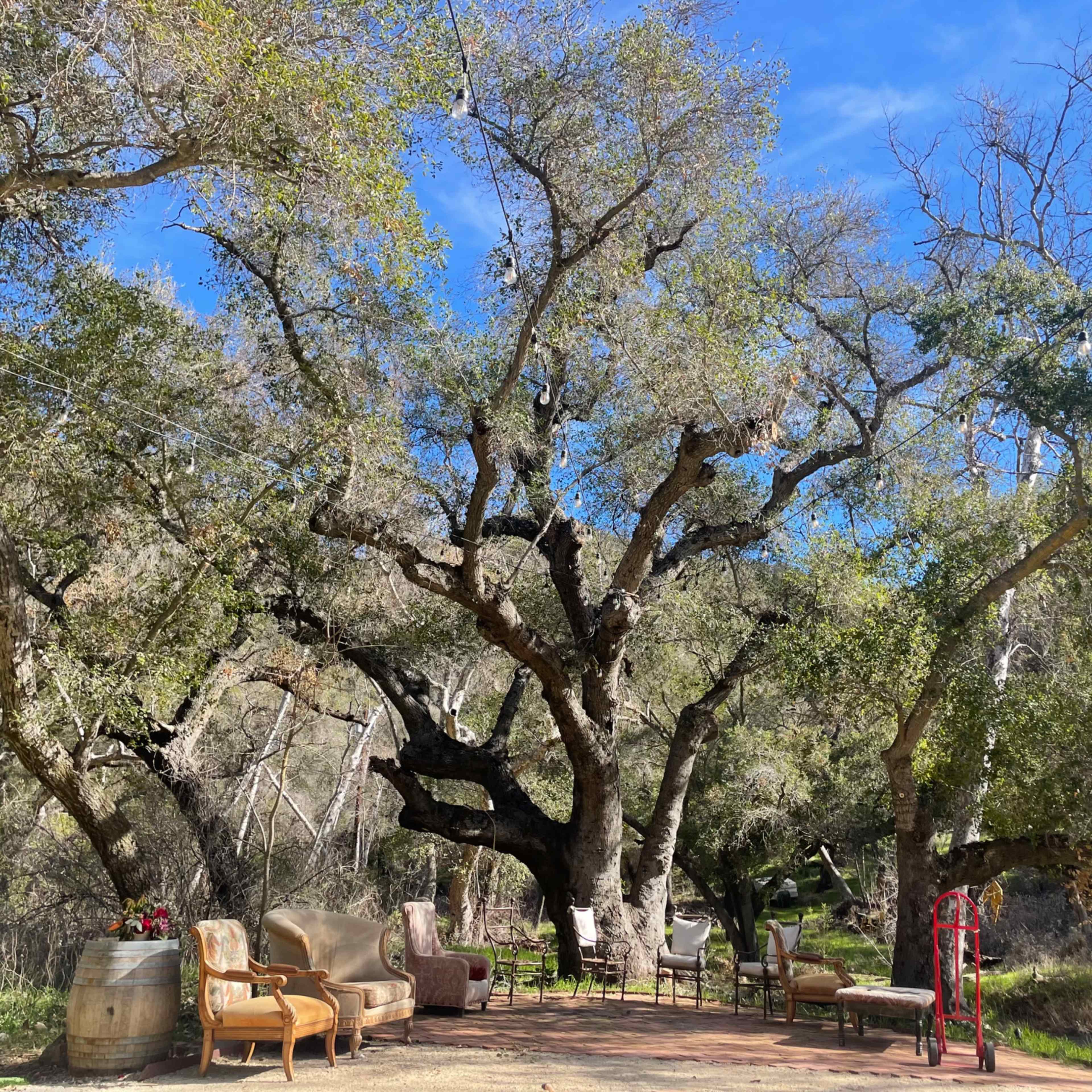 Restoration Hardware tables under 1000 year old oaks trees beside a seasonal stream on 9 acre ranch for hosting events, retreats and photo shoots Image in , Westlake Village, CA