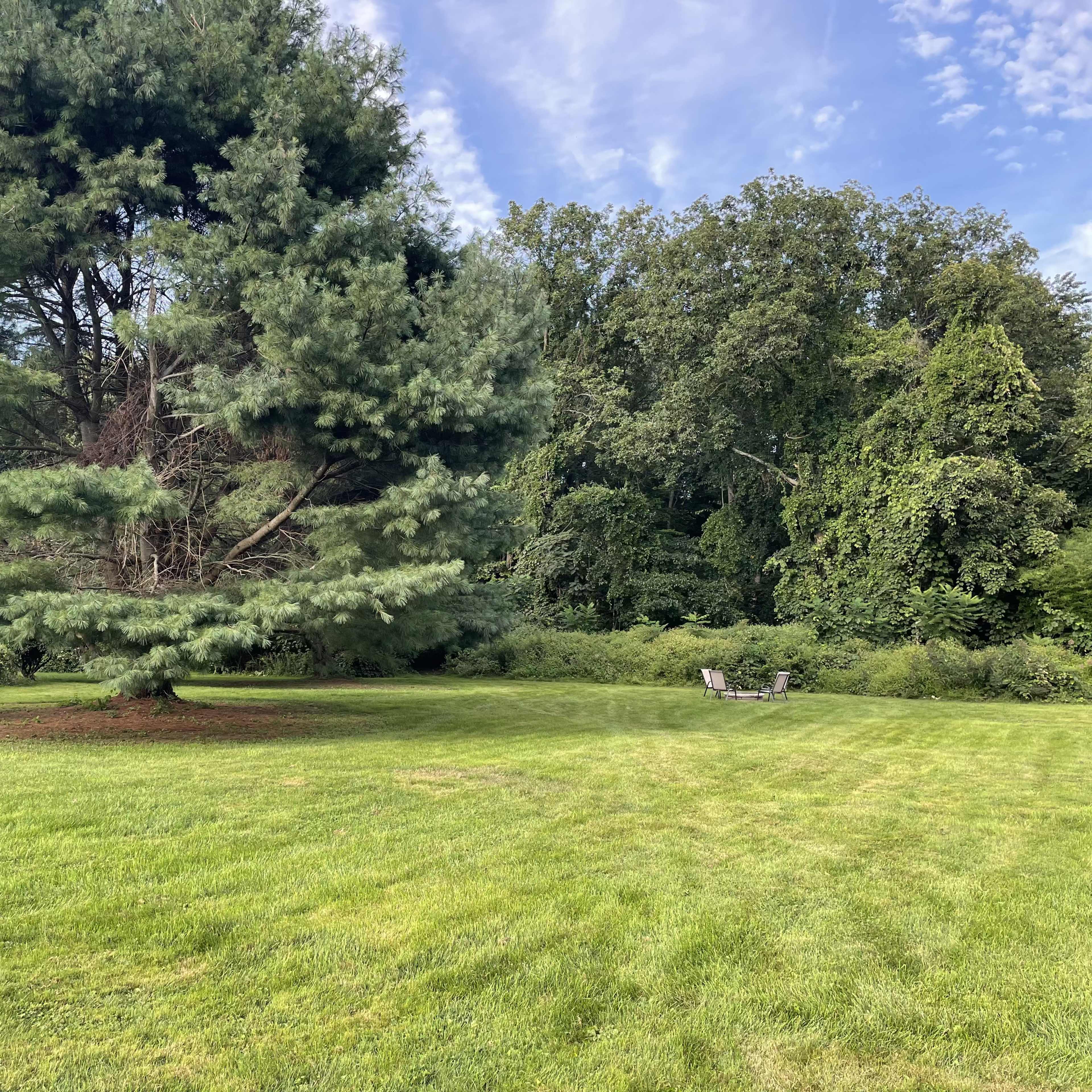 A large pine tree stands in a grassy area surrounded by dense trees and shrubs, with a pair of chairs positioned nearby.