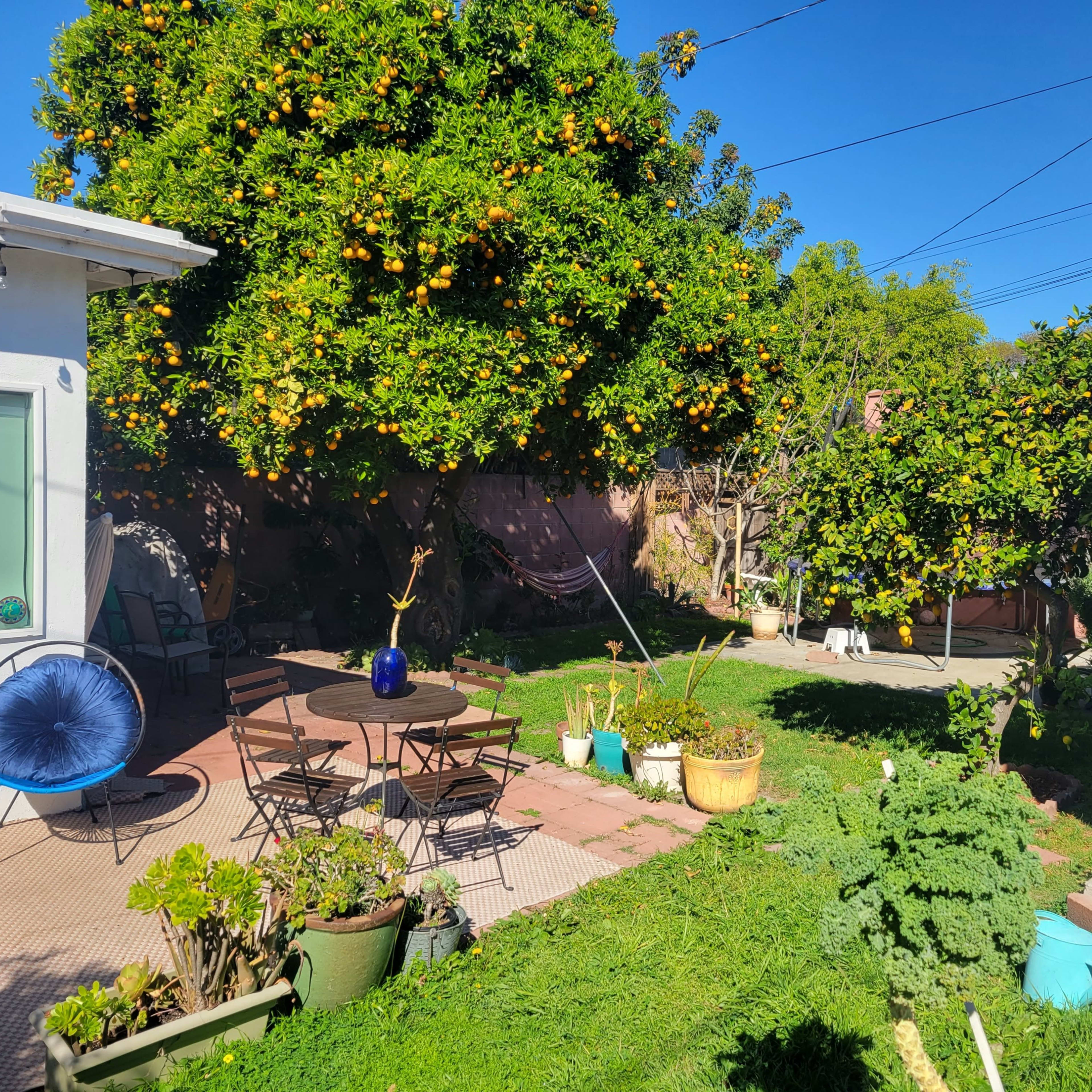 A garden with orange trees, a patio area with chairs and a table, and various plants and a hammock in a backyard setting.