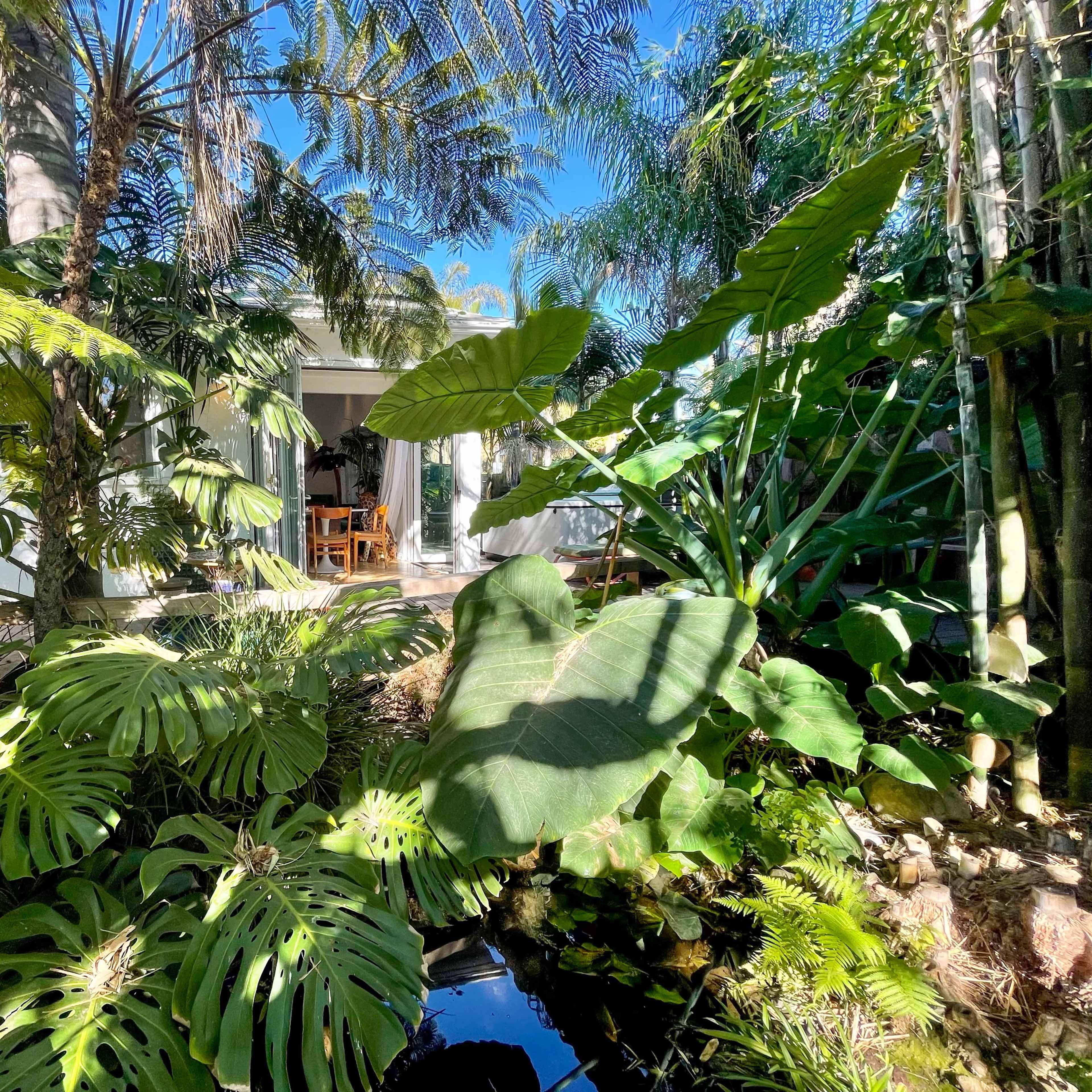 A lush garden with large tropical plants surrounds a modern home with a visible interior.