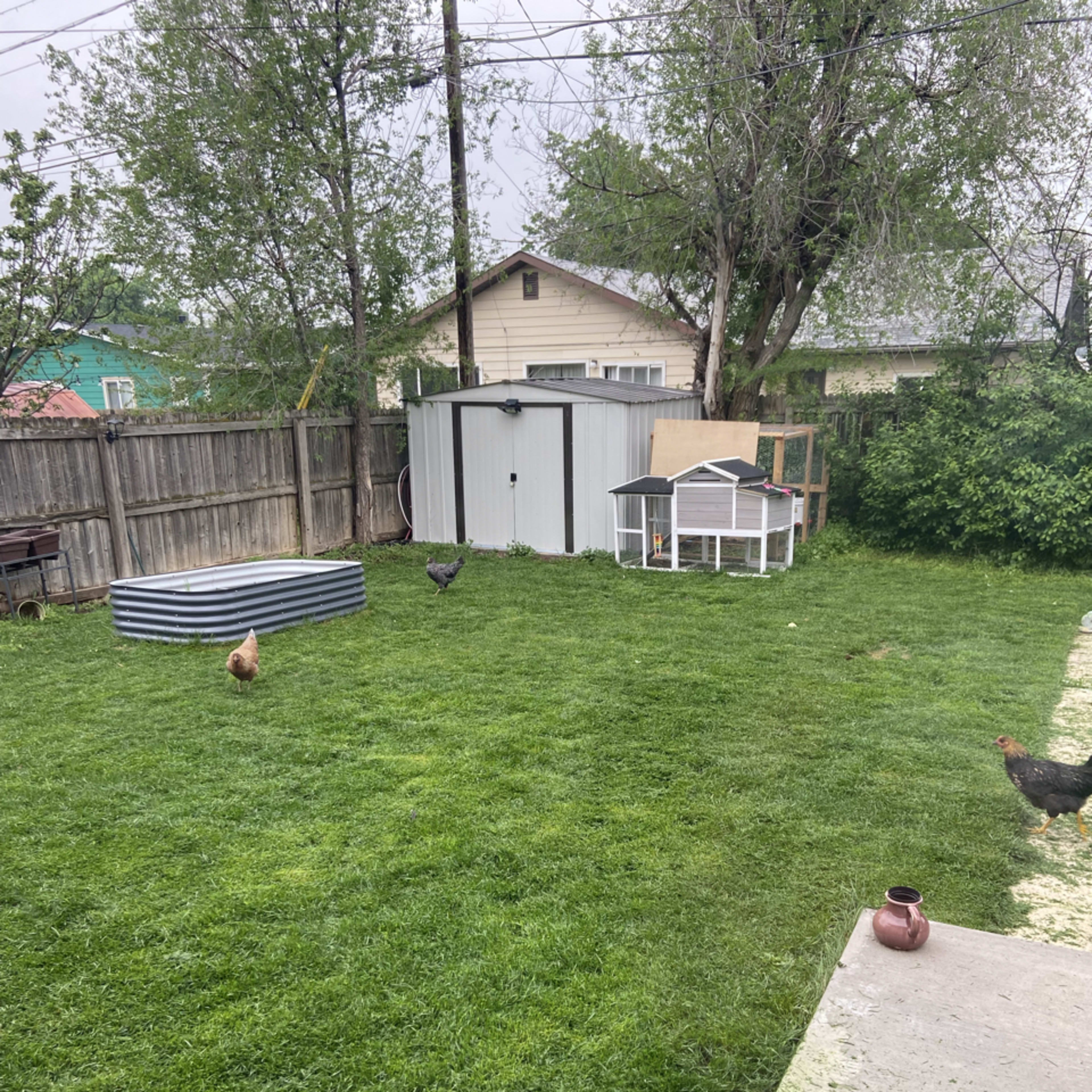 A grassy backyard with a shed, a chicken coop, and several chickens roaming around.