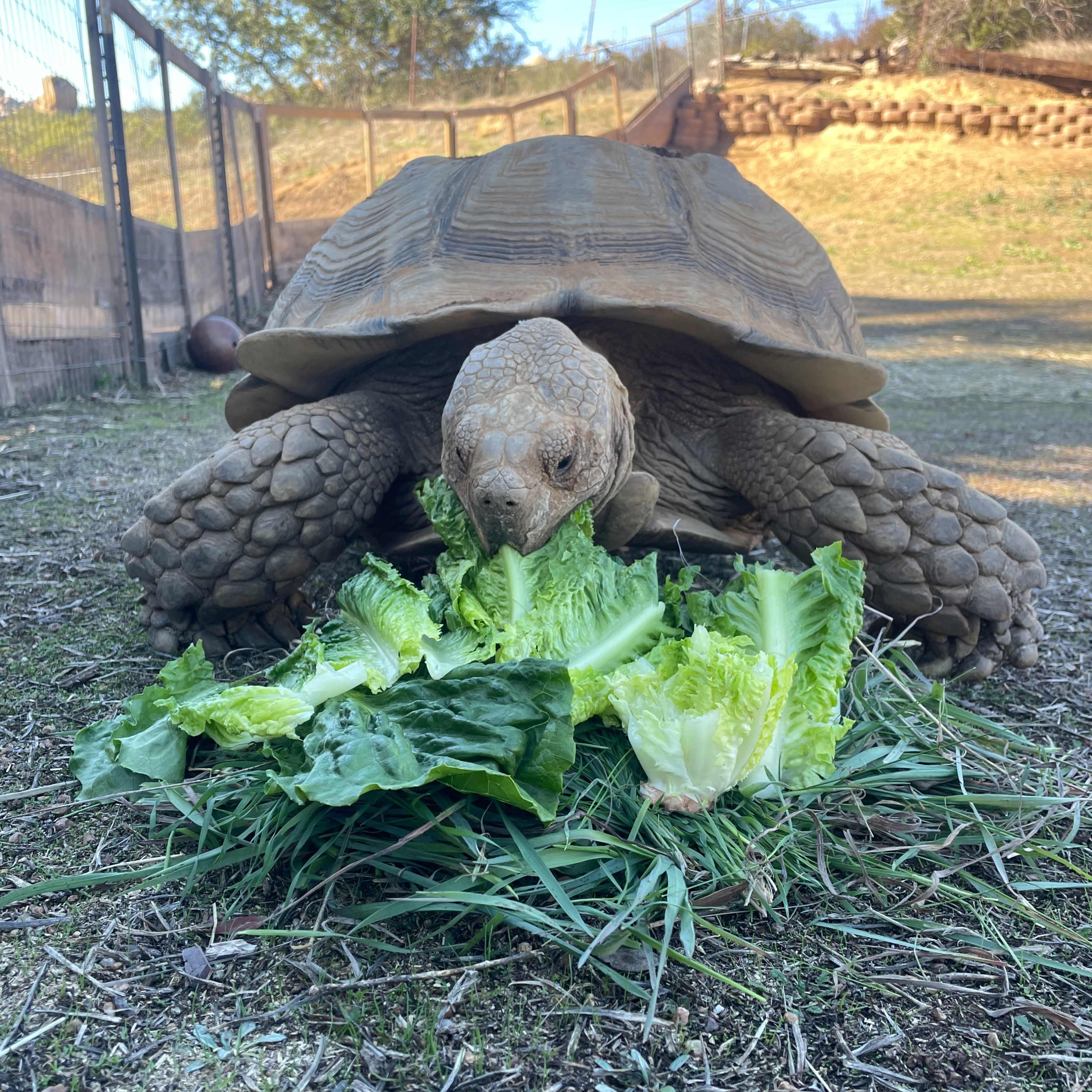 A tortoise is eating a pile of lettuce and grass in a fenced outdoor area.