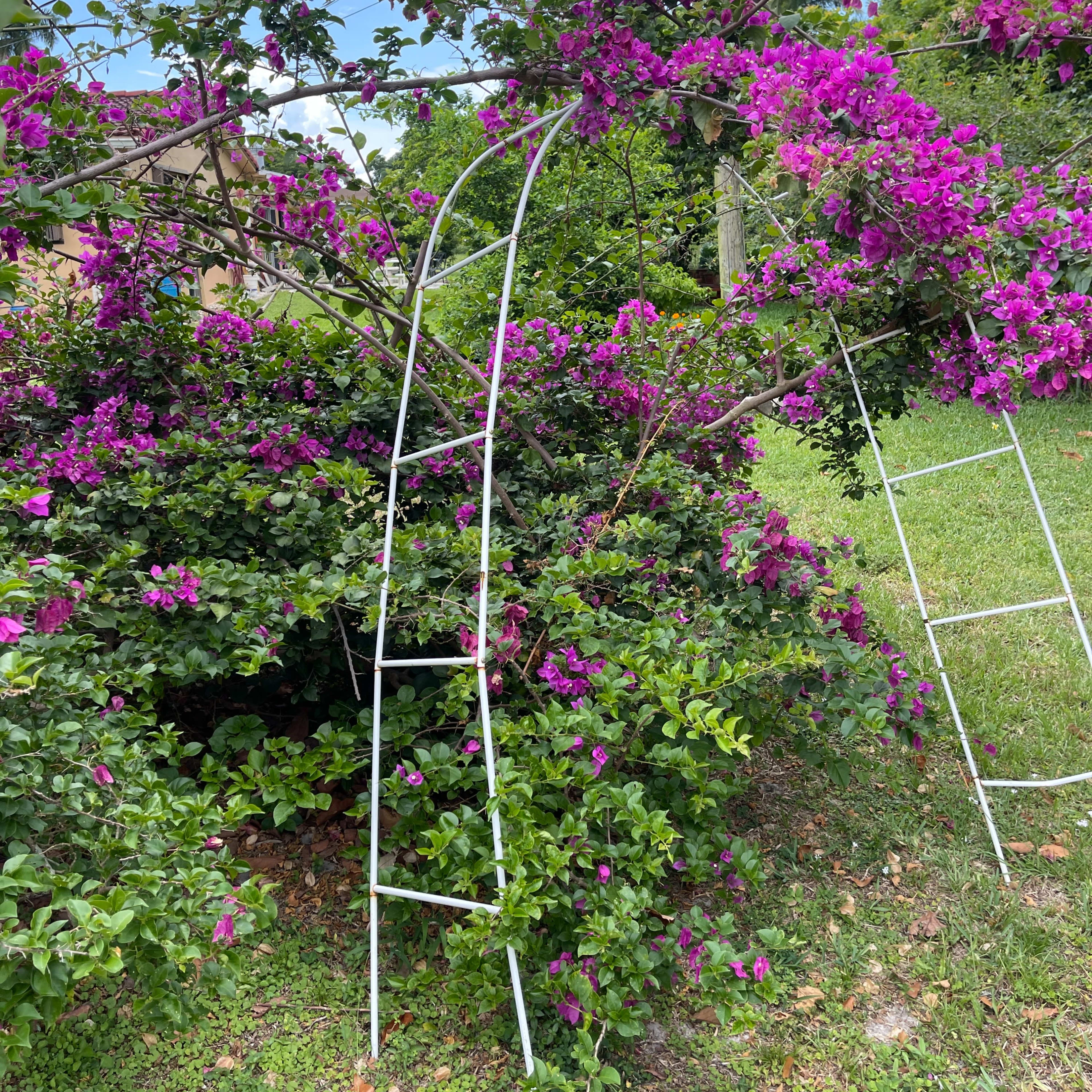 A pair of white ladders stands near a lush bougainvillea bush adorned with vibrant purple flowers.