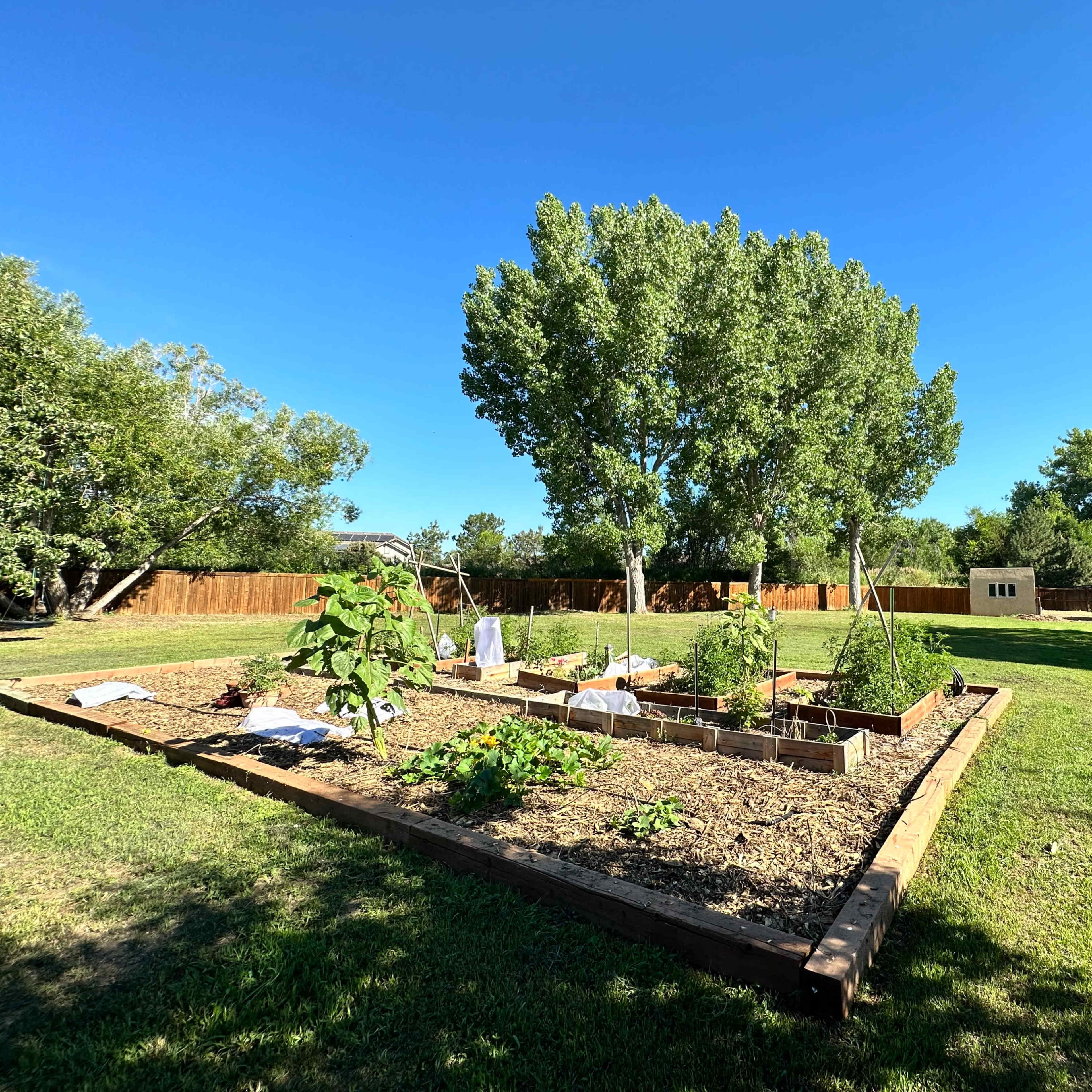 A garden with raised beds surrounded by grass and trees under a clear blue sky.