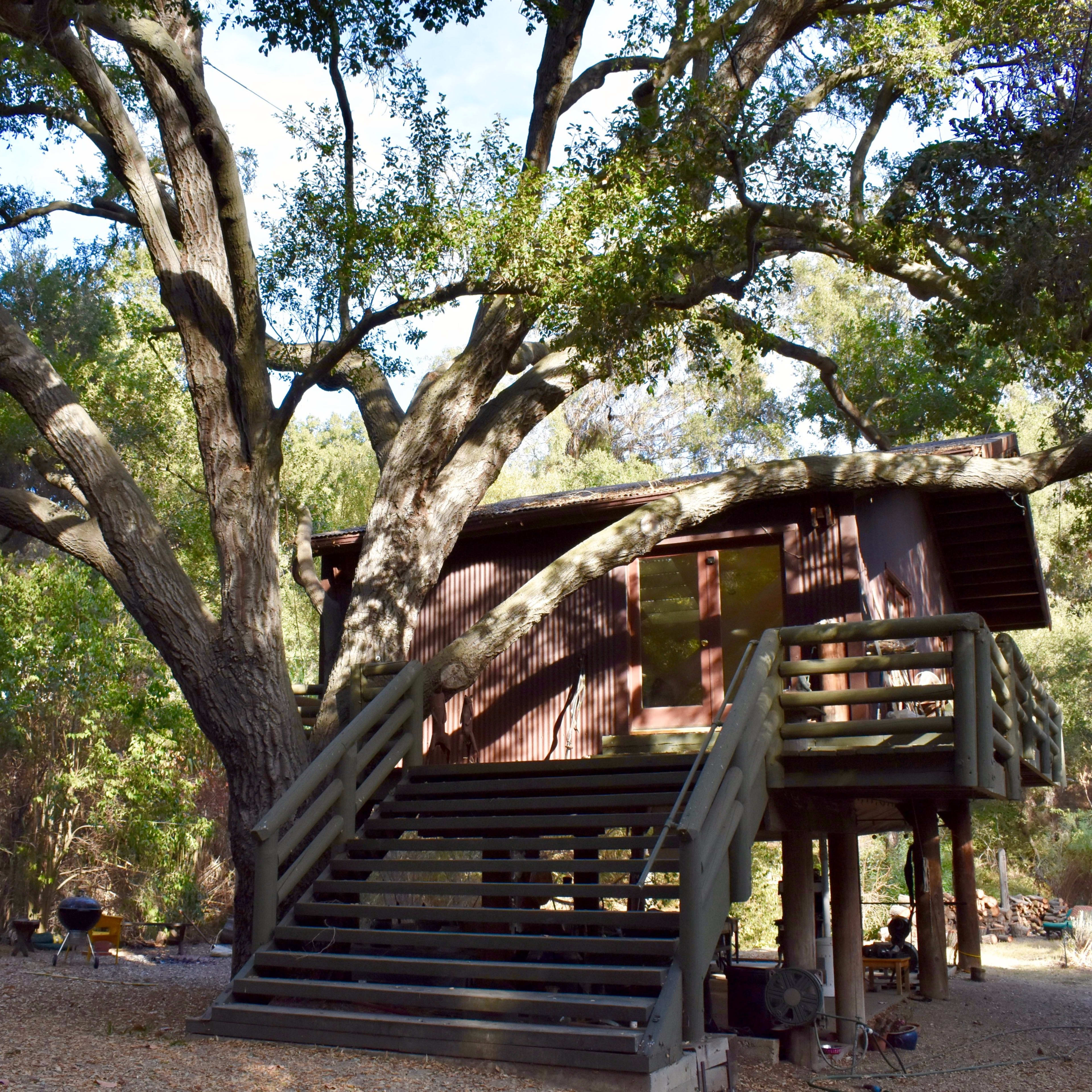 A wooden cabin with stairs is situated beneath a large oak tree in a wooded area.