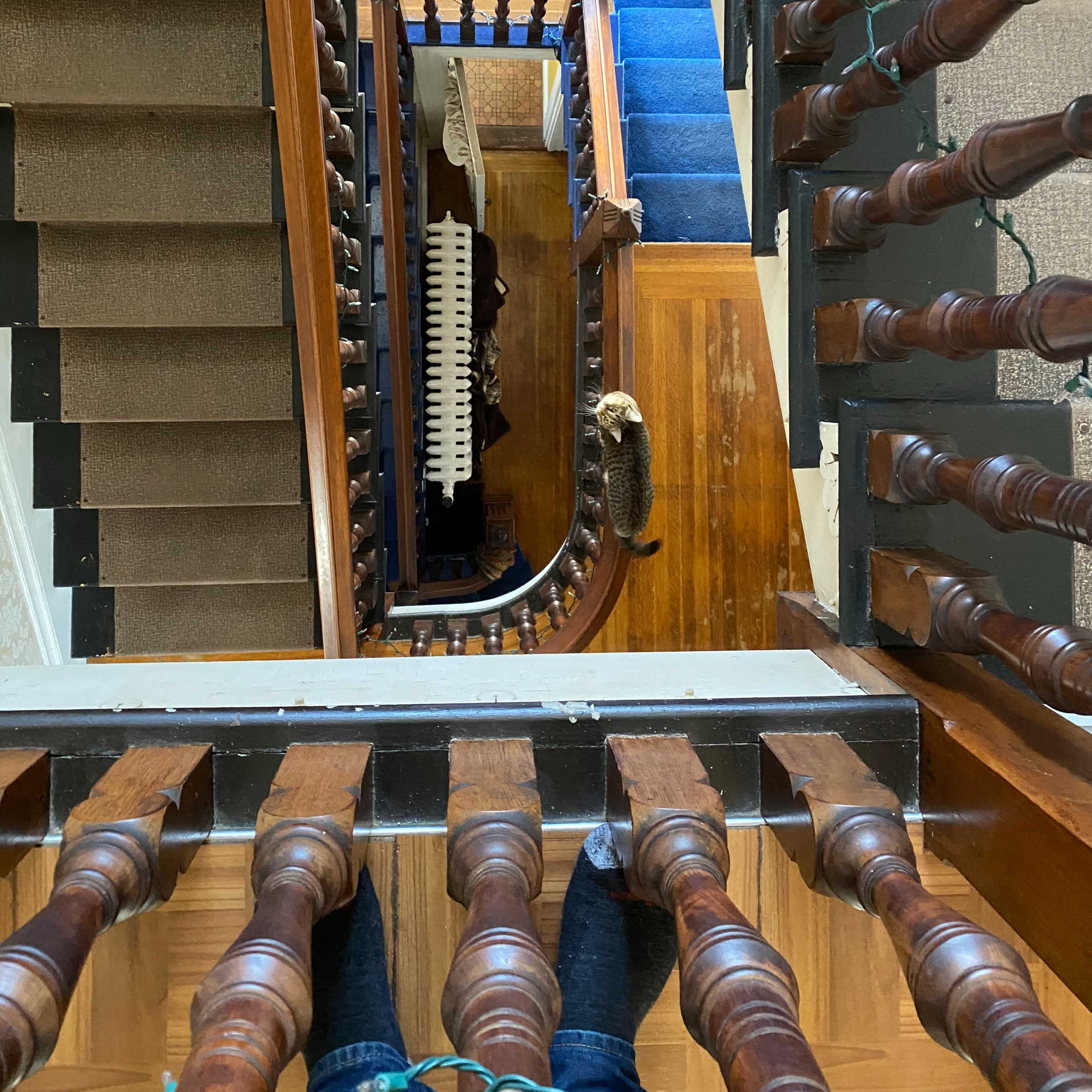 A wooden staircase viewed from above, with a blue carpet runner and a person standing on the top step.