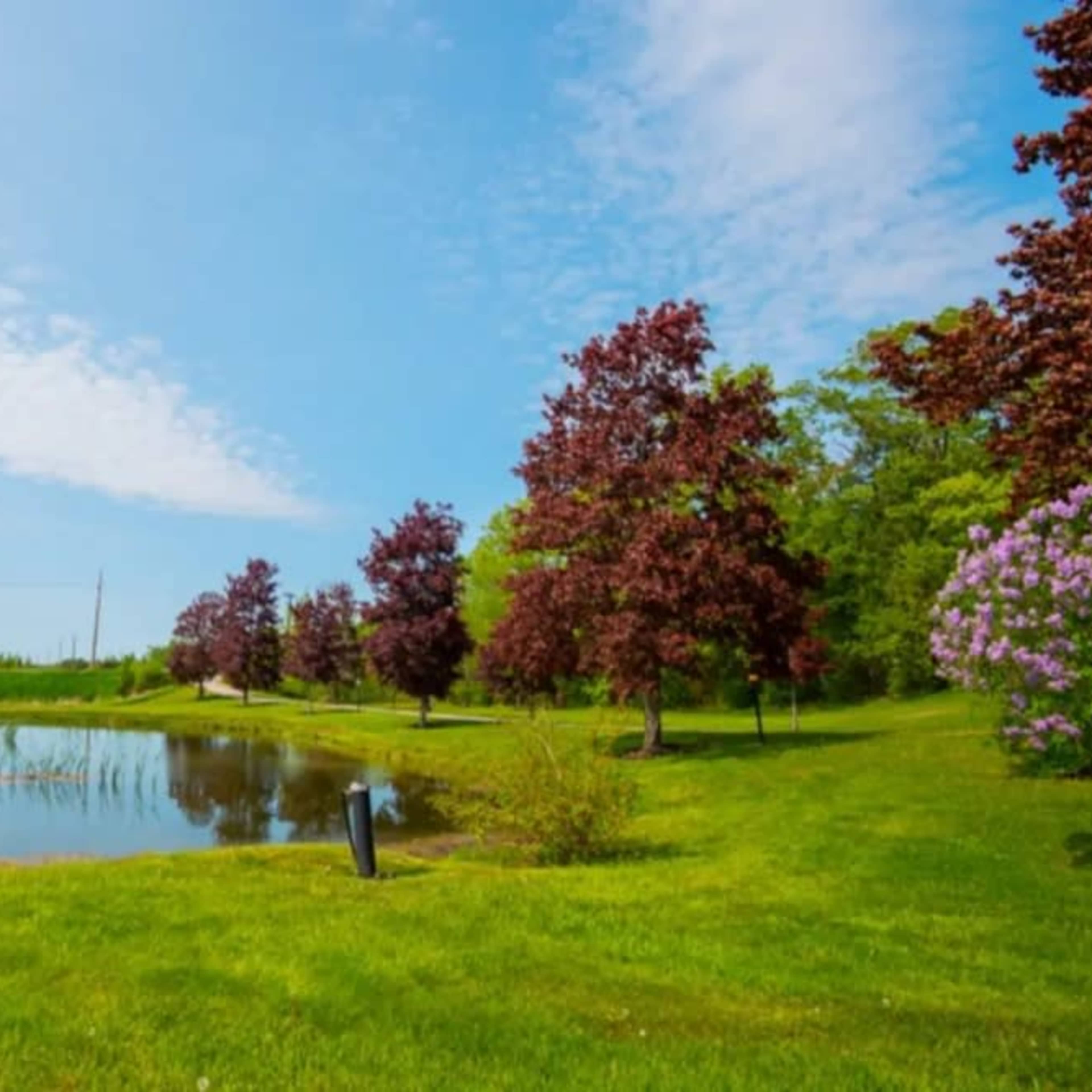 A serene landscape with a small pond surrounded by greenery and several trees under a blue sky.