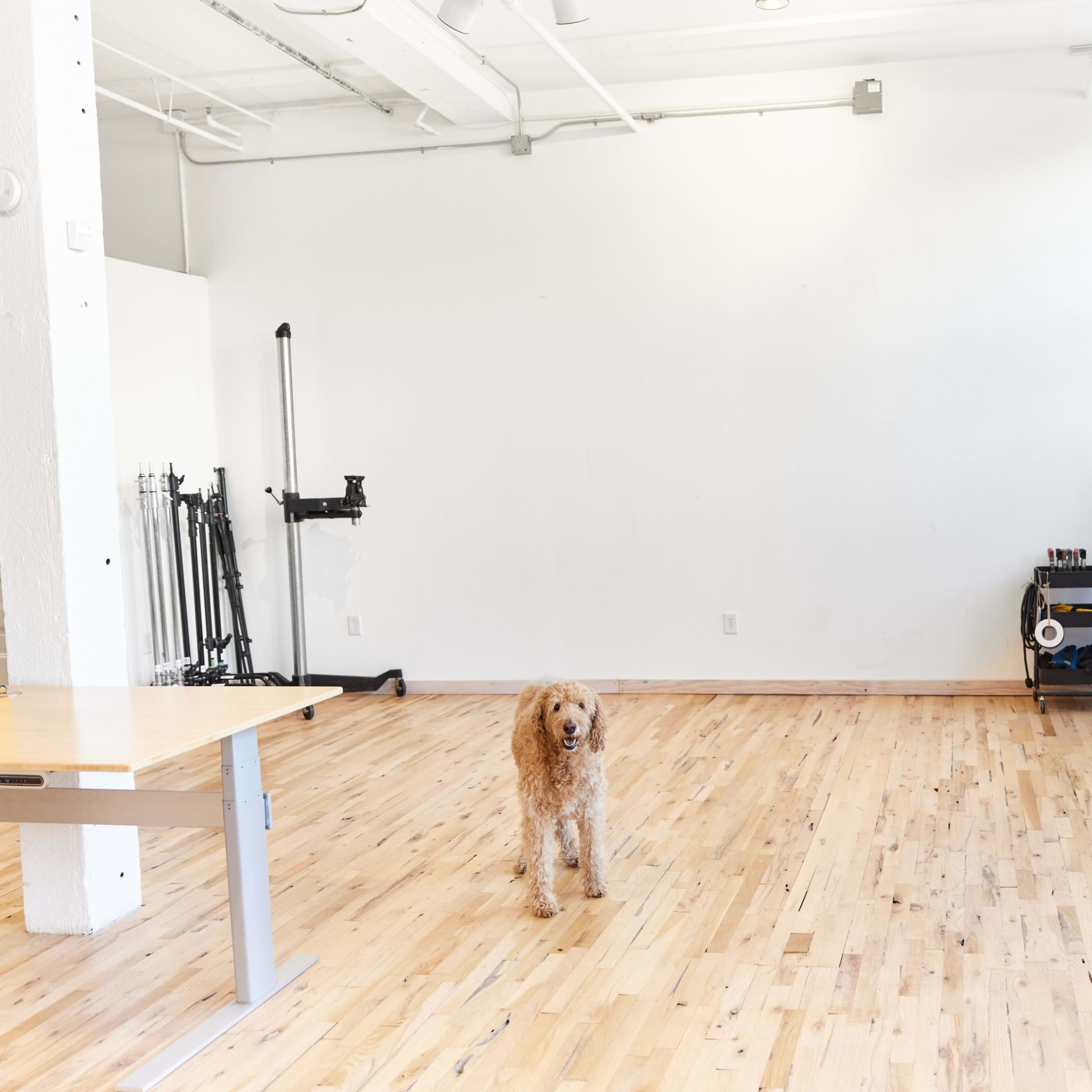 A dog stands on a wooden floor in a spacious, well-lit room with large windows and minimal furnishings.