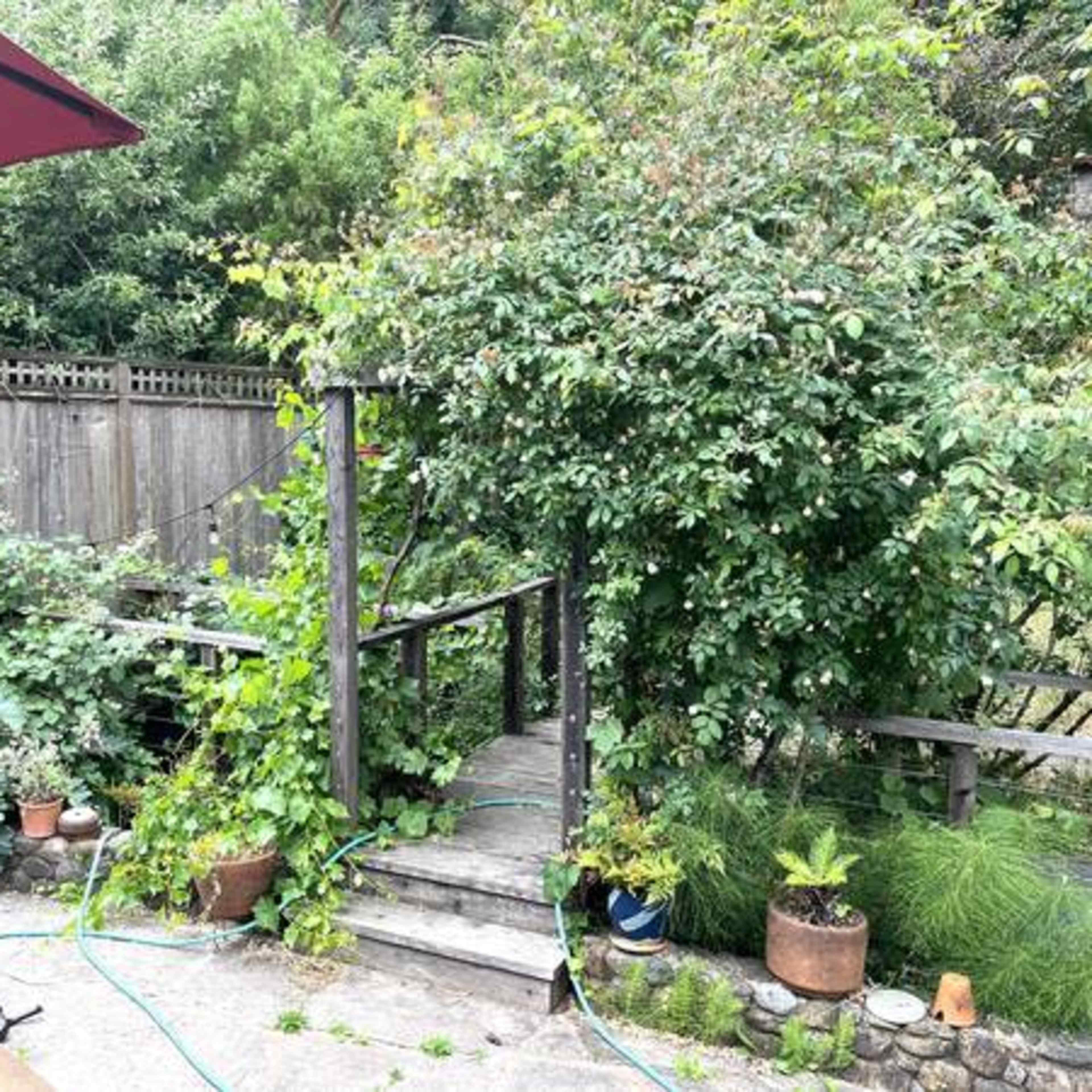 A backyard with overgrown plants, a wooden walkway leading to a fenced area, and potted plants scattered around.