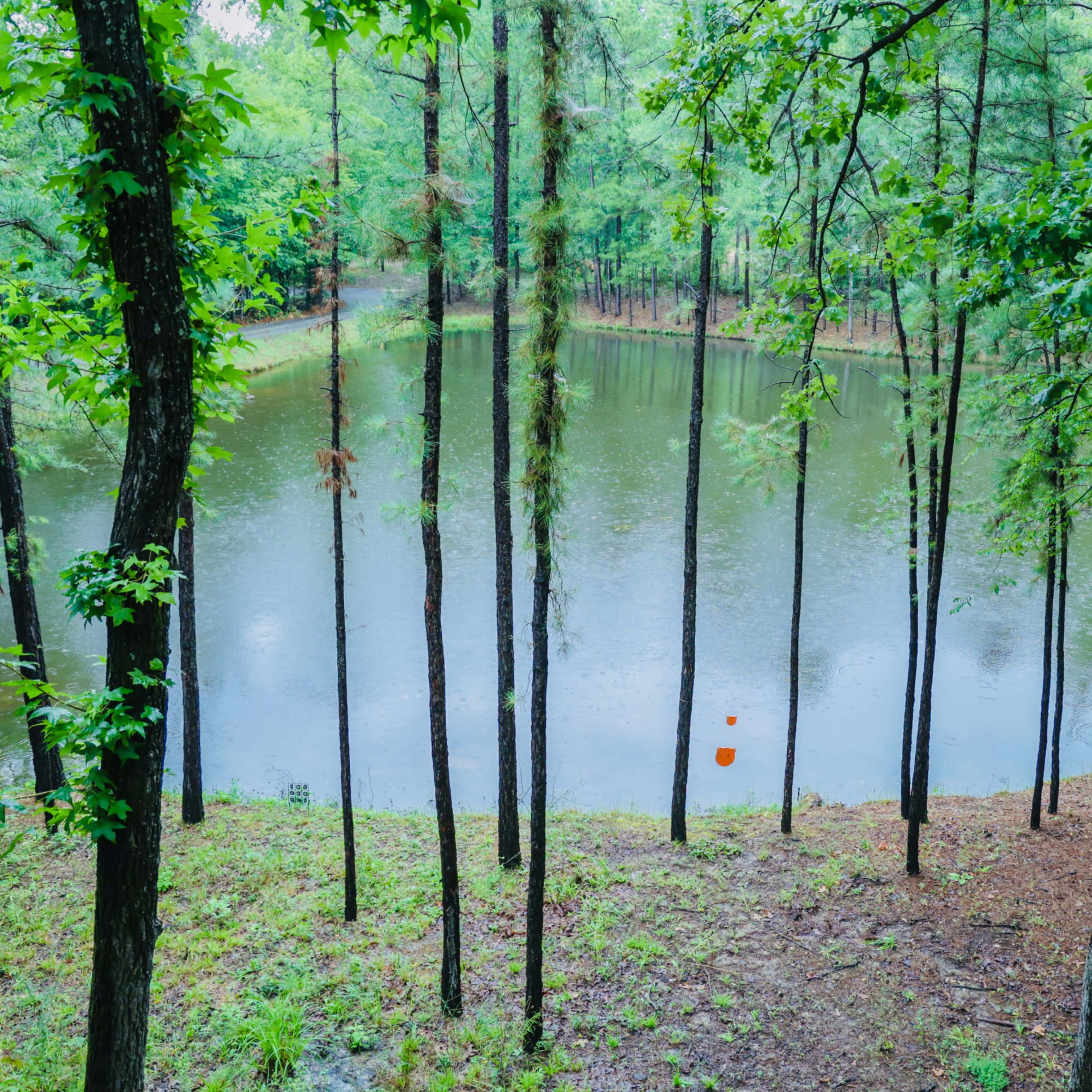 A serene pond surrounded by tall trees reflects a cloudy sky, with a few orange objects visible in the water.