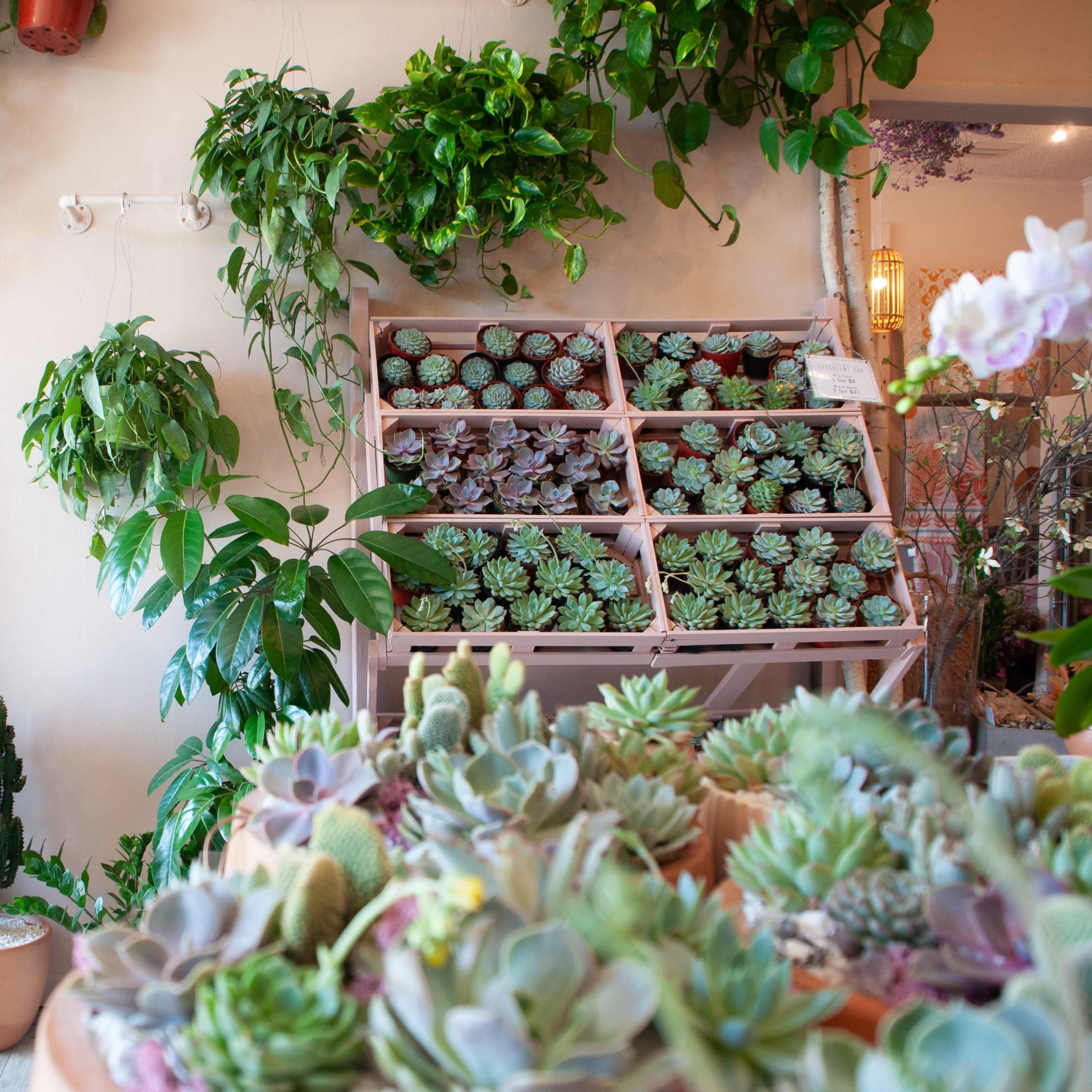 A plant shop with shelves of succulent plants, hanging greenery, and a mirror reflecting the interior.