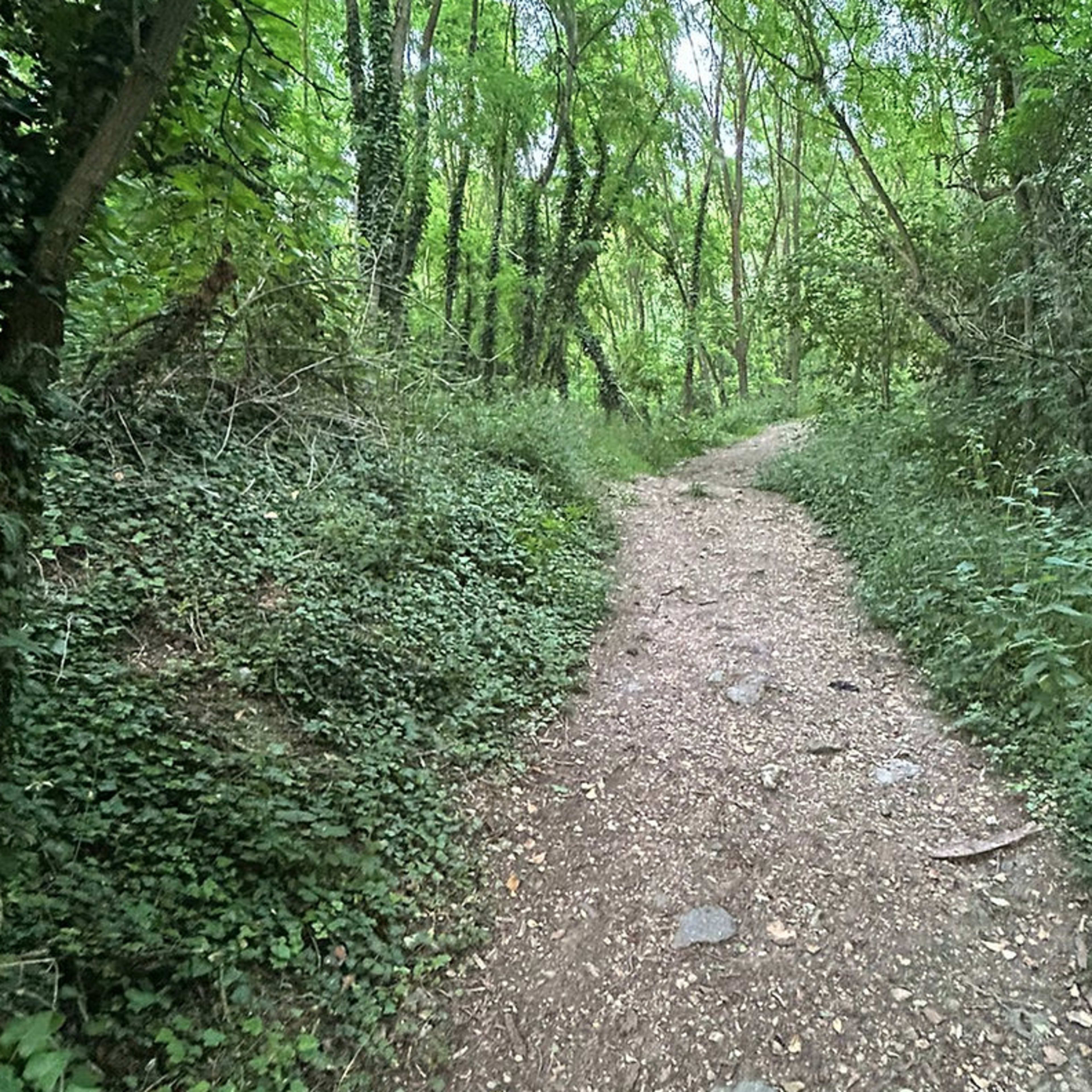 A narrow dirt path winds through a dense forest filled with green foliage and shrubs.