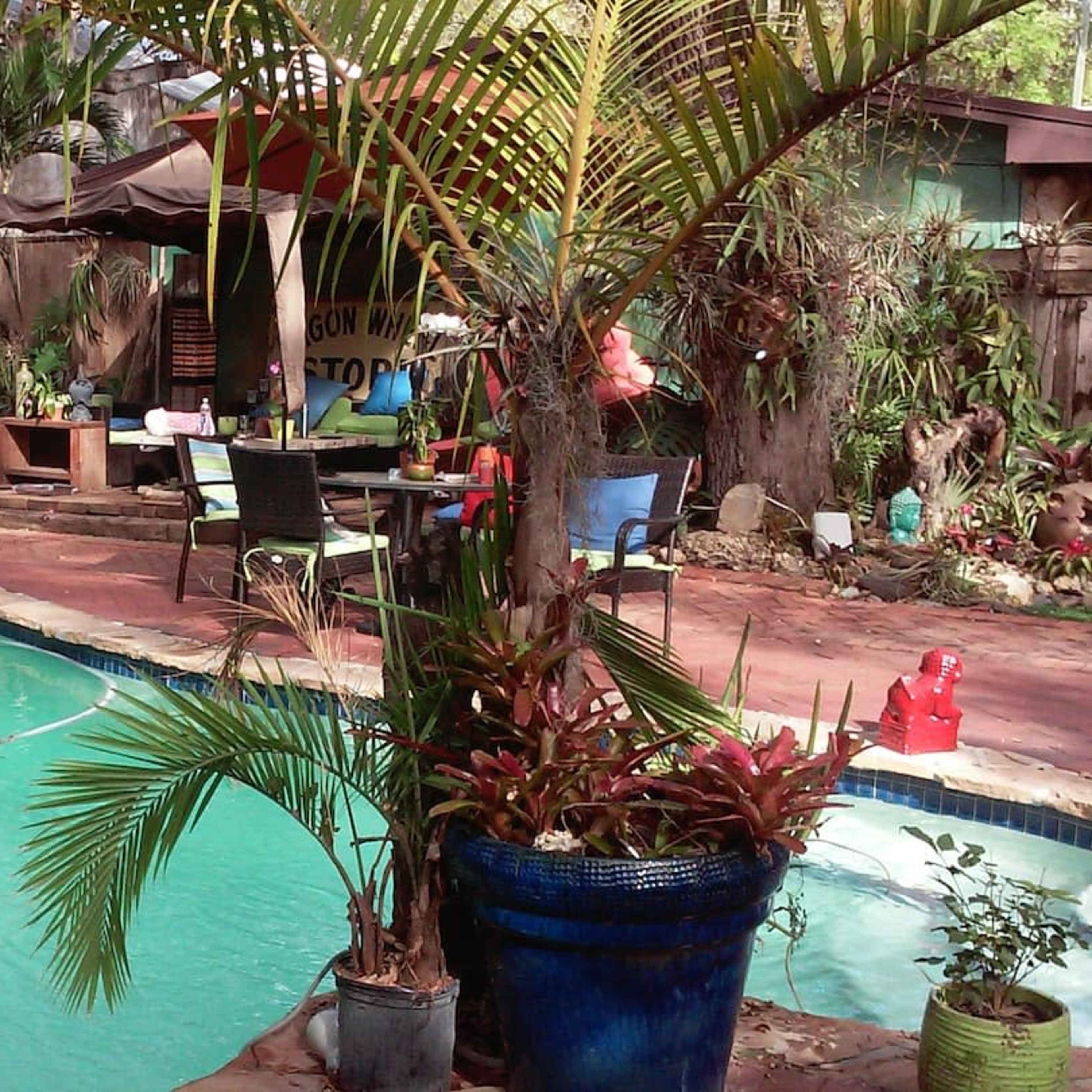 A tropical backyard with a pool surrounded by various plants, outdoor furniture, and a wooden structure in the background.
