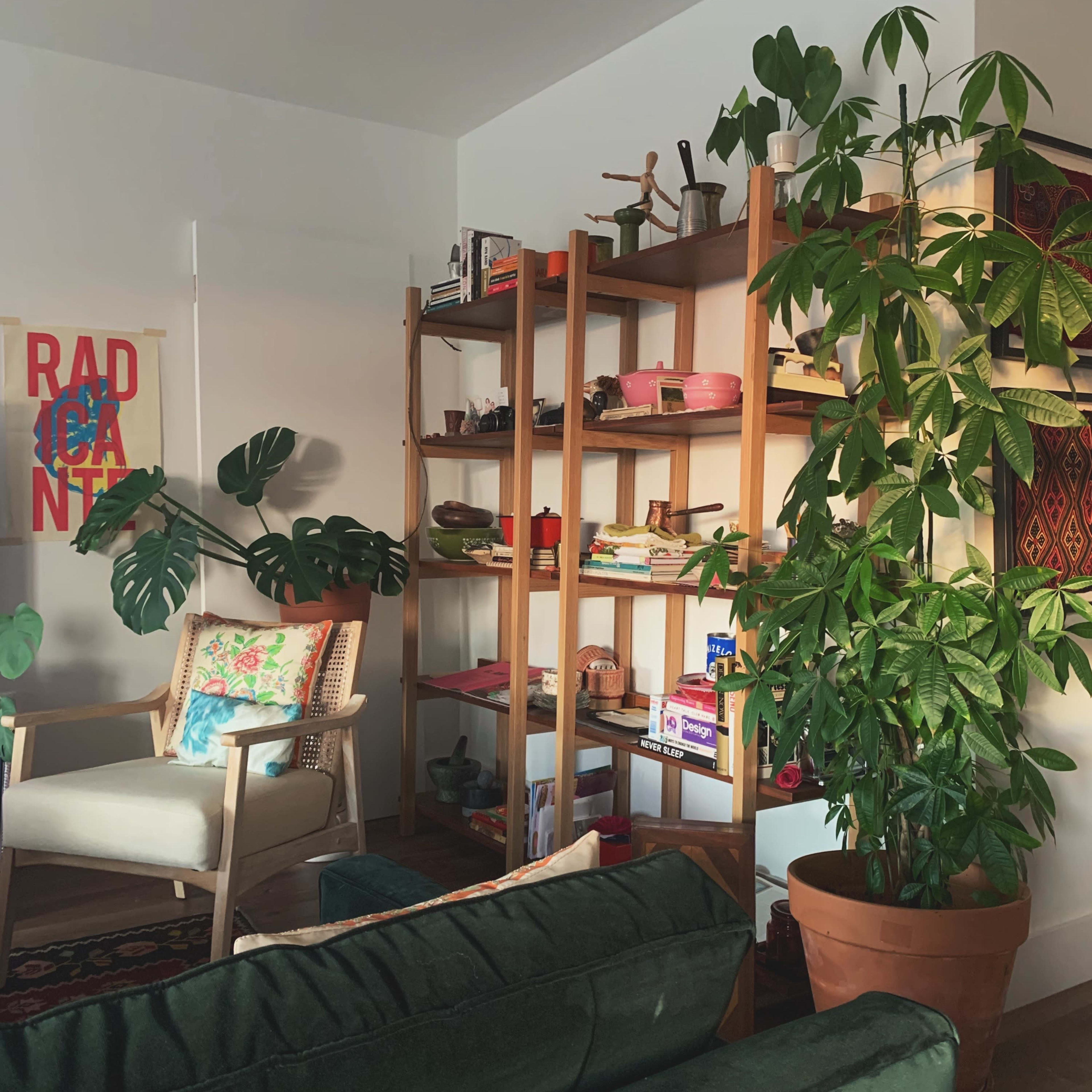 A cozy living area featuring a green sofa, a wooden bookshelf filled with various items, and a large potted plant in the corner.