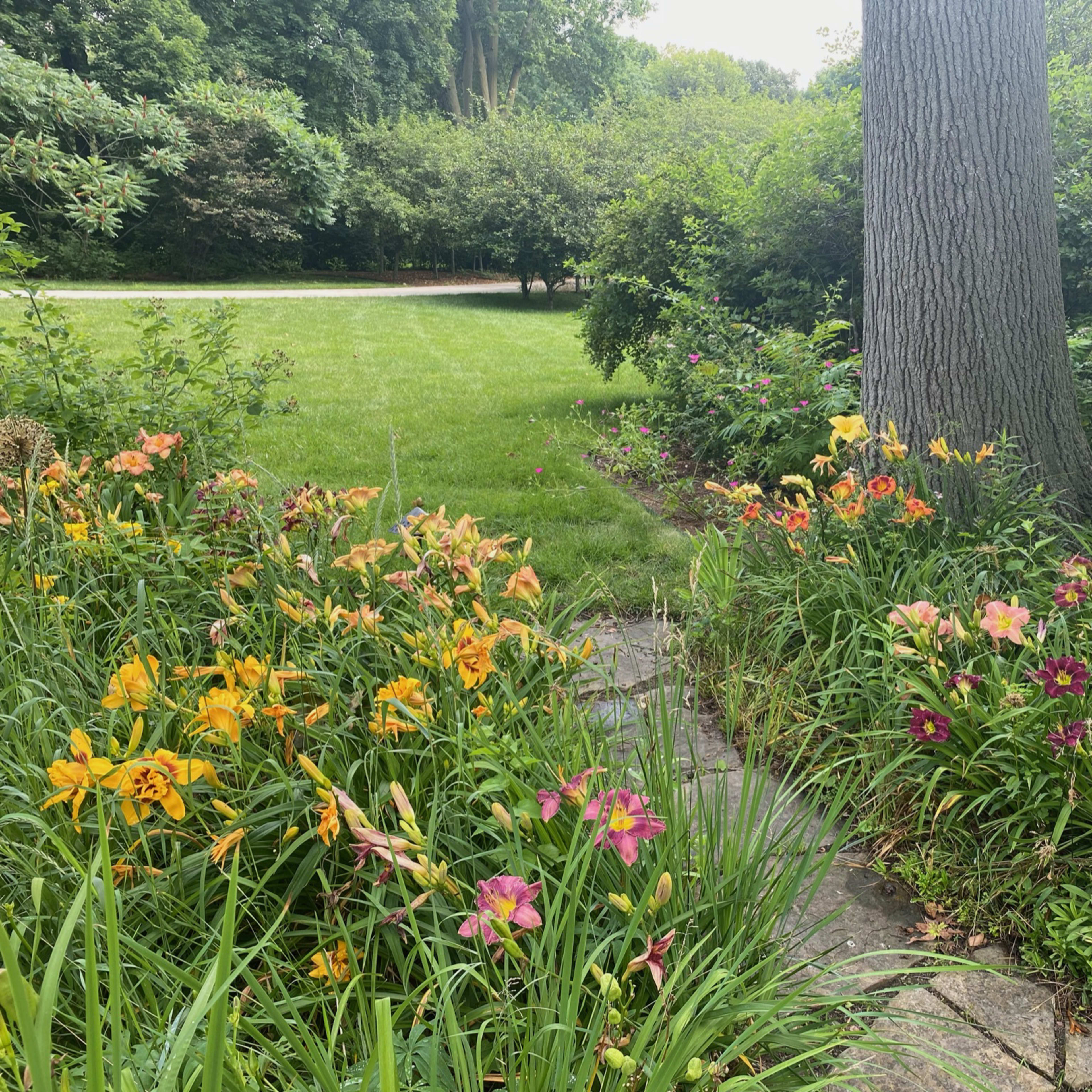 A stone pathway is lined with colorful daylilies leading into a grassy area surrounded by trees and shrubs.