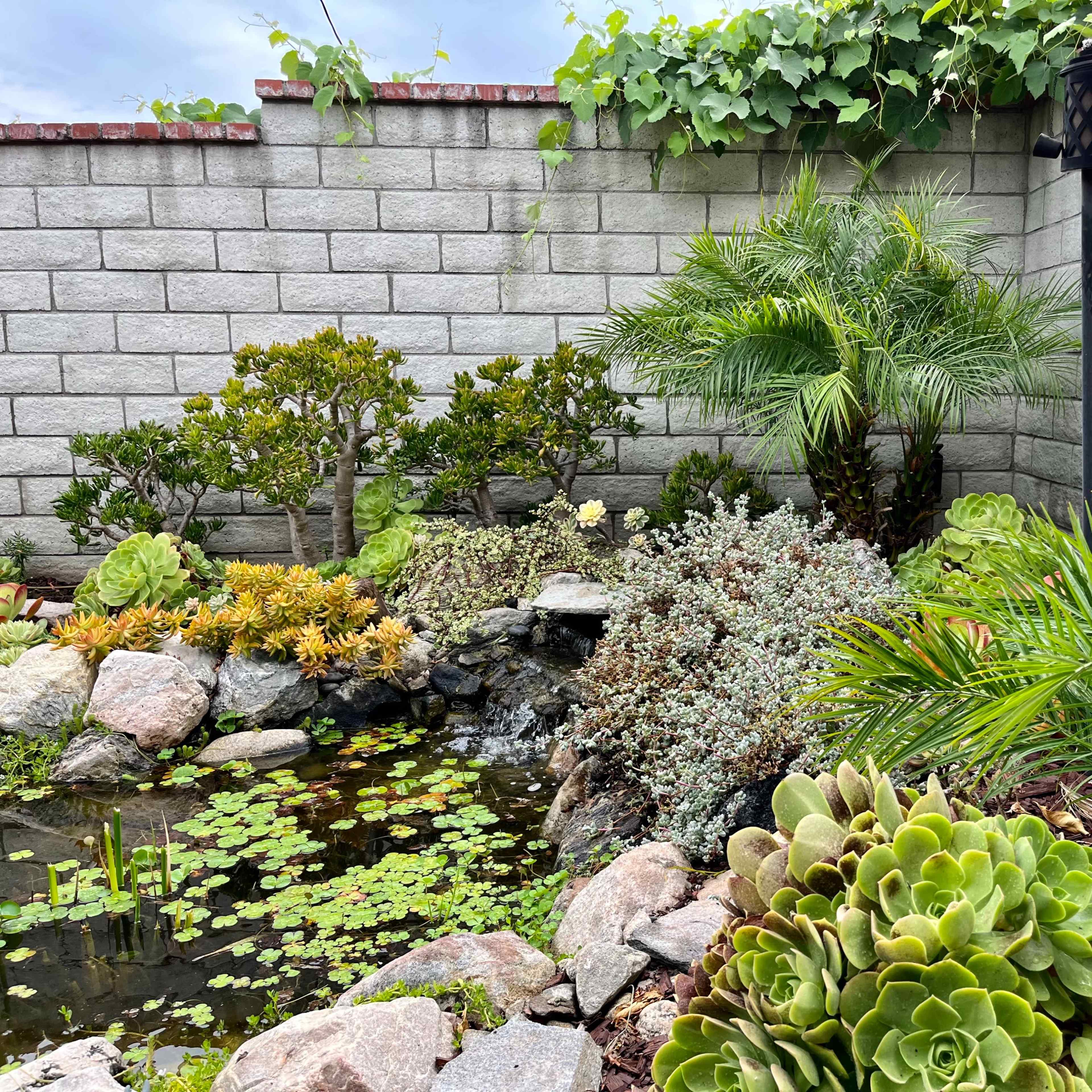 A landscaped garden with various plants, rocks, and a small pond surrounded by a gray block wall.