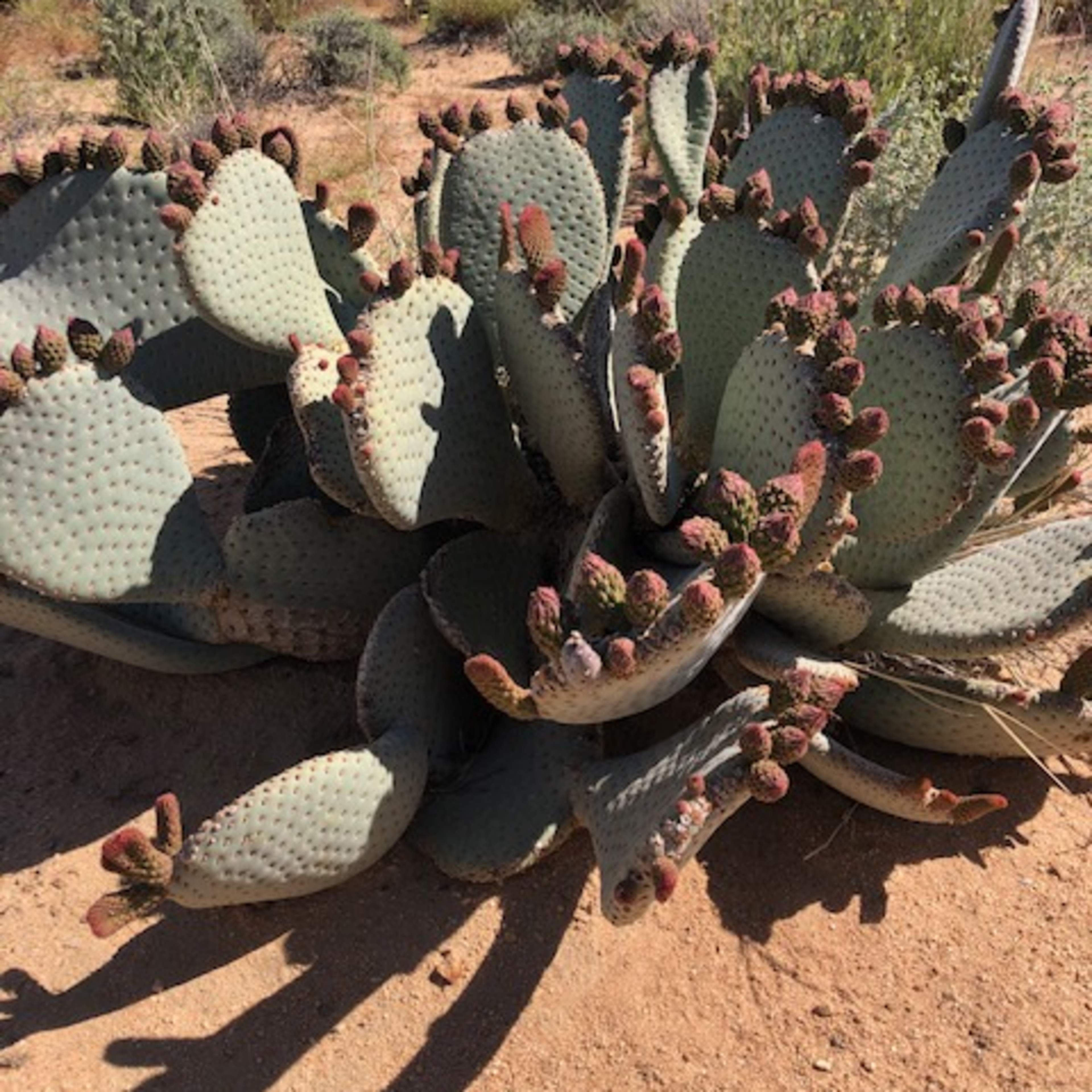 A large cactus with several pads and bright red fruit is situated in a desert landscape surrounded by sparse vegetation.