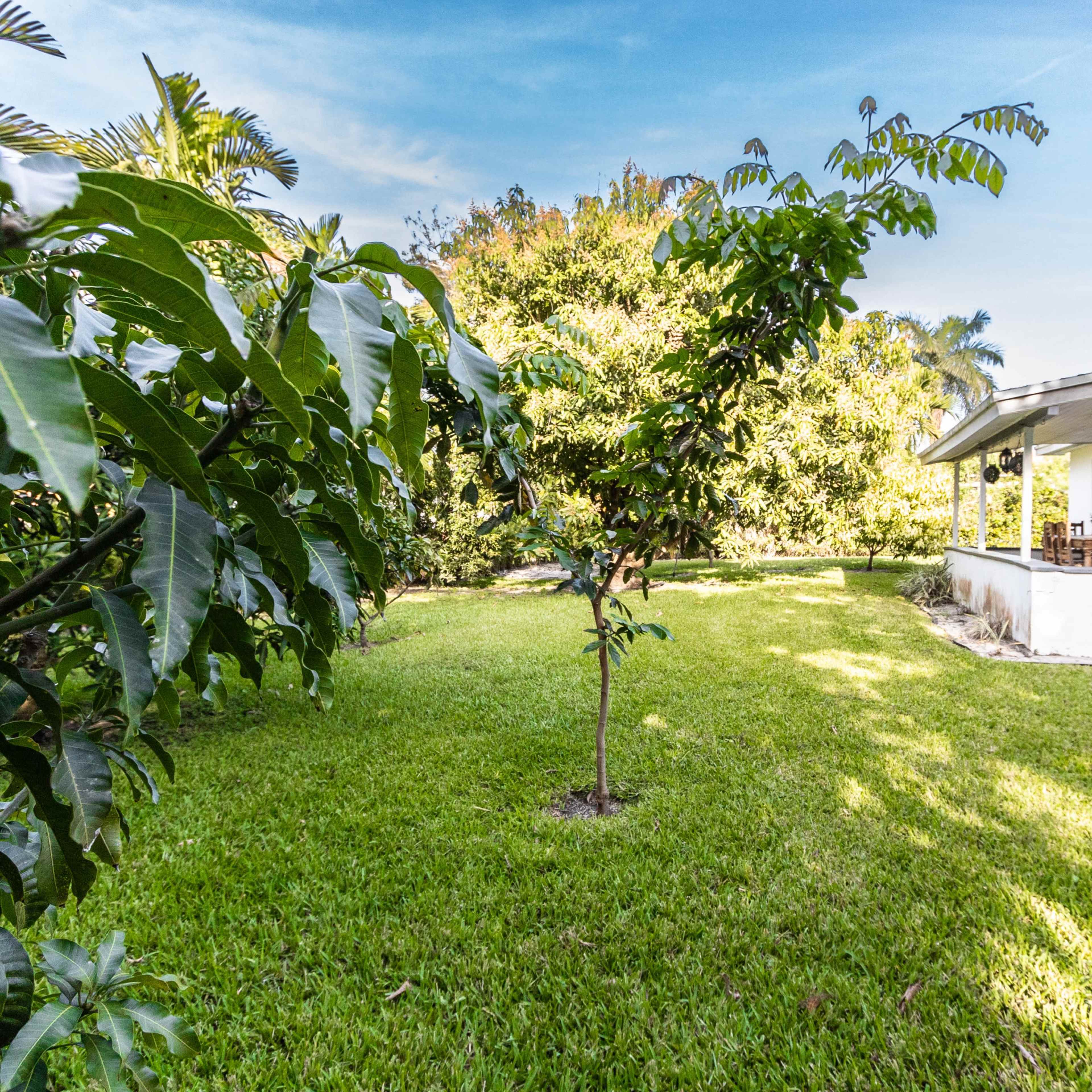 A lush, green lawn with a small tree in the foreground and a house in the background surrounded by tropical plants.
