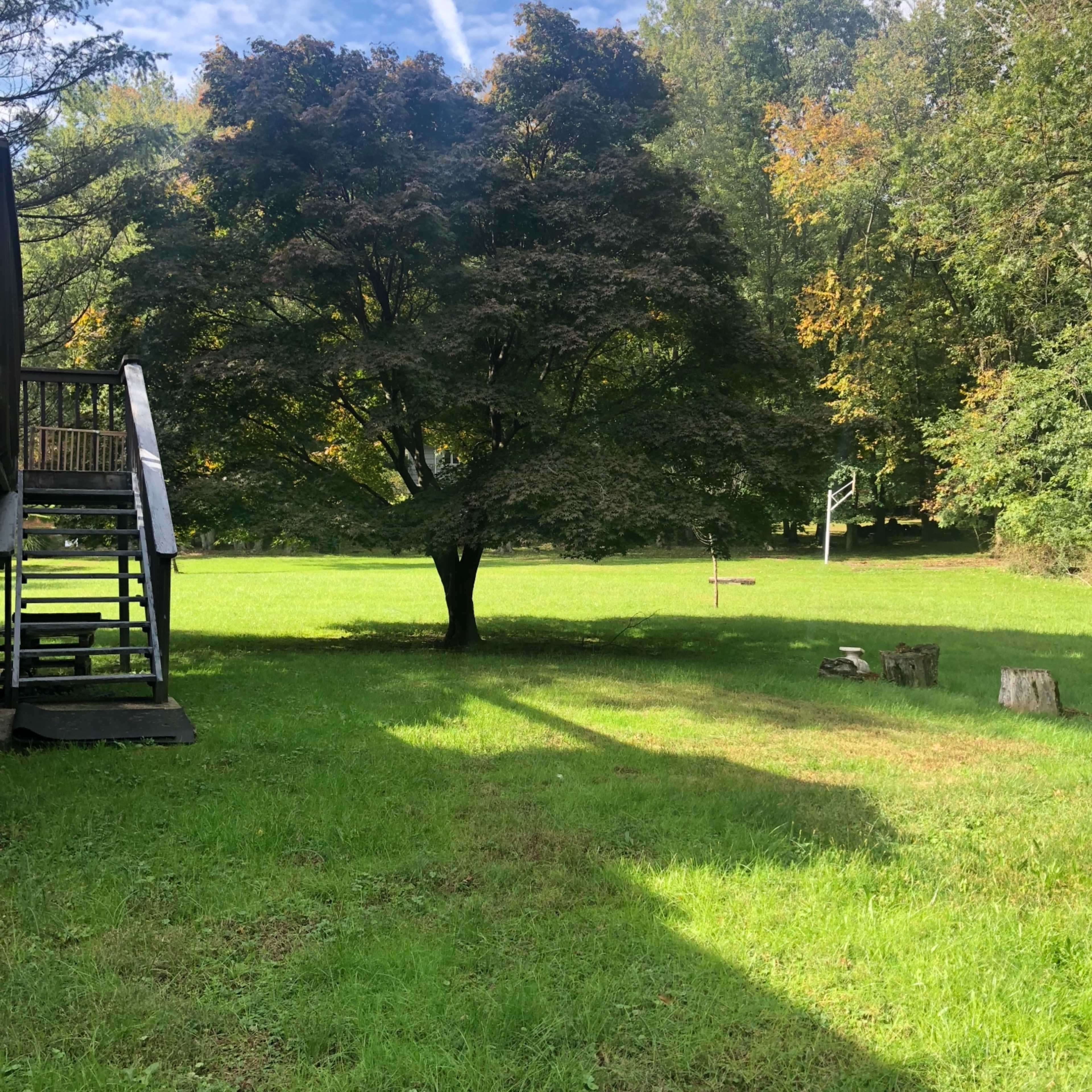 A large tree stands in a grassy yard with steps leading to a deck on one side and a wooded area in the background.