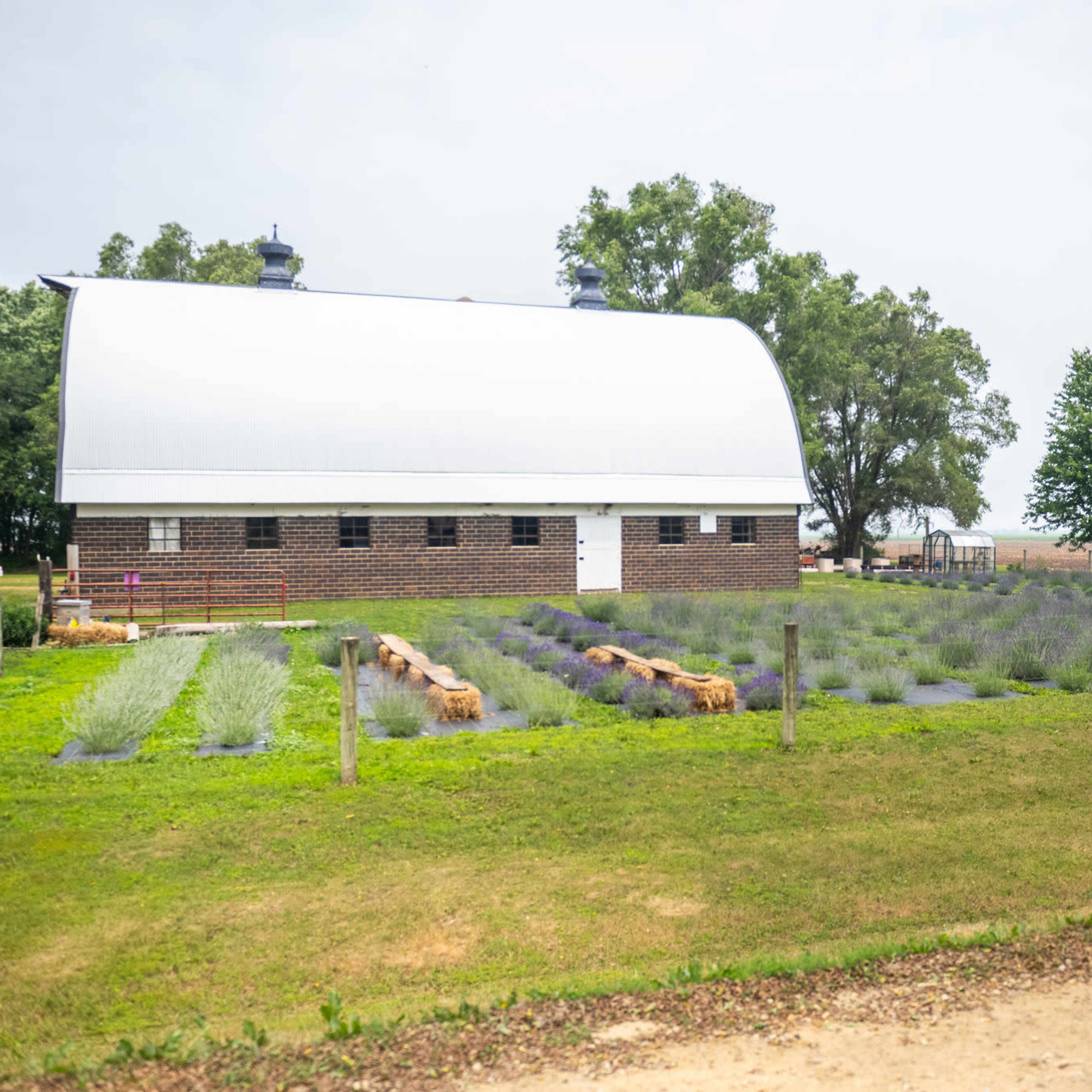 A barn with a curved roof stands next to rows of lavender plants, surrounded by trees and open fields.