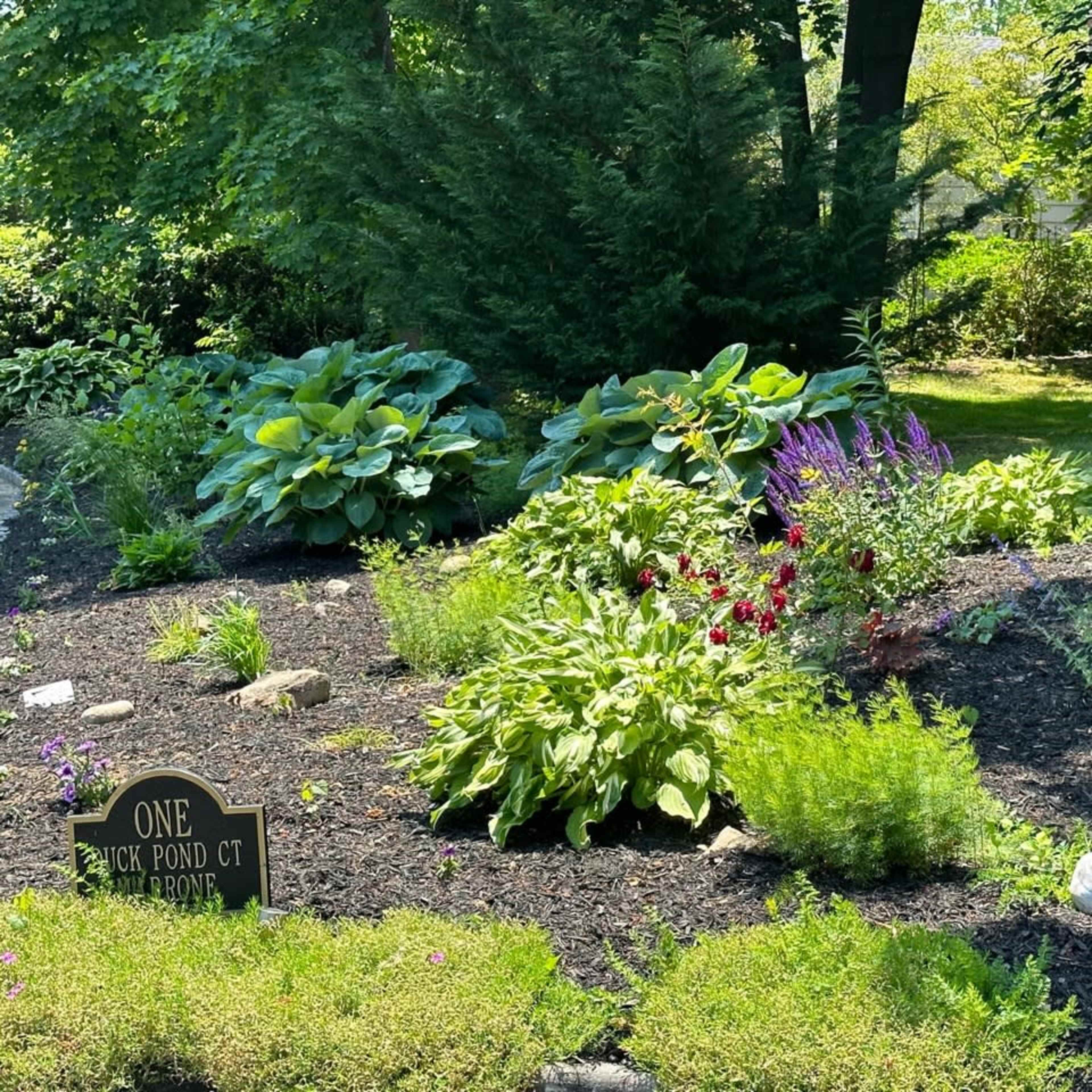 A landscaped garden featuring various green plants, colorful flowers, and a sign labeled "ONE BLACK POND CT" amidst dark mulch.