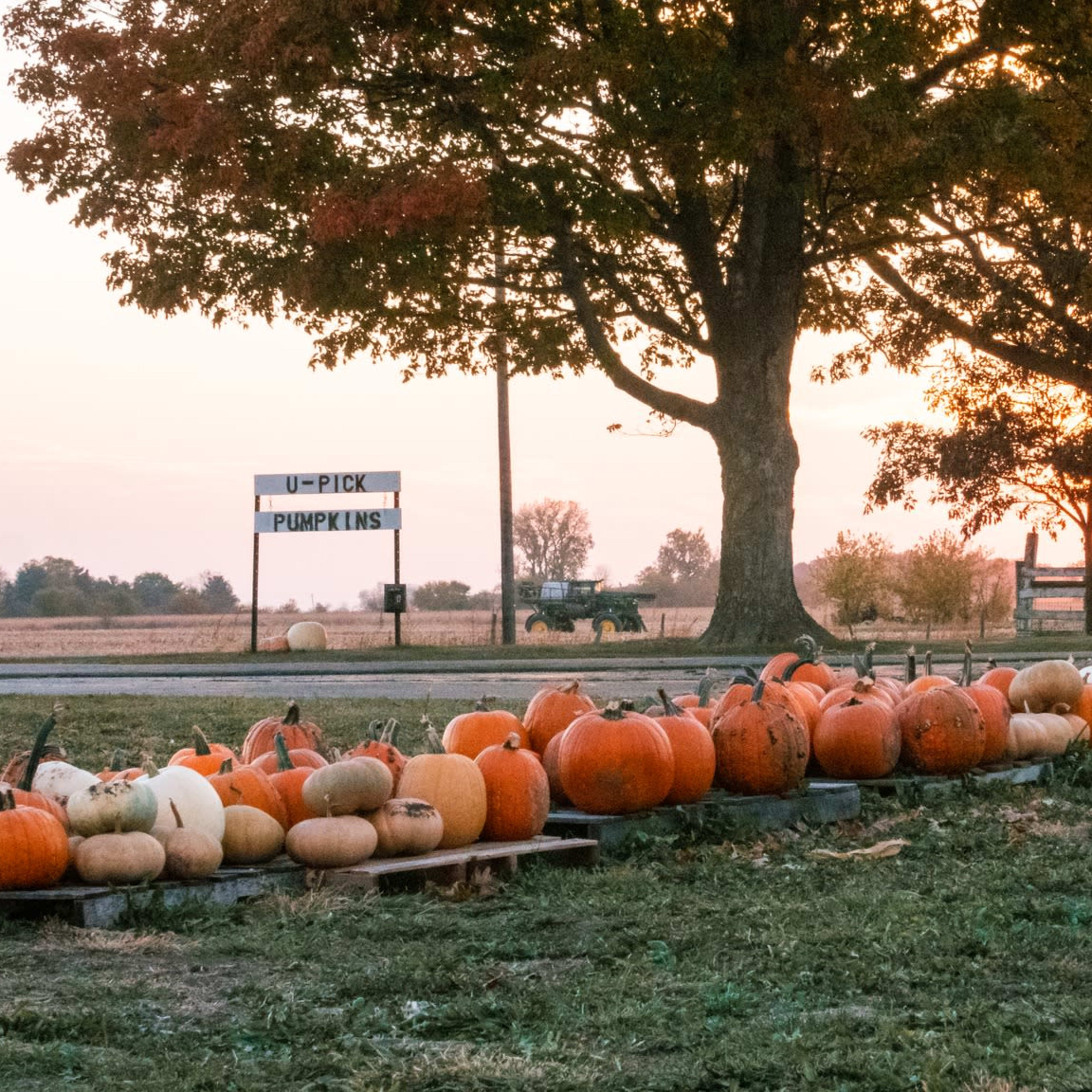 A row of pumpkins in various colors is displayed on the ground beside a sign that reads "U-Pick Pumpkins" as the sun sets in the background.