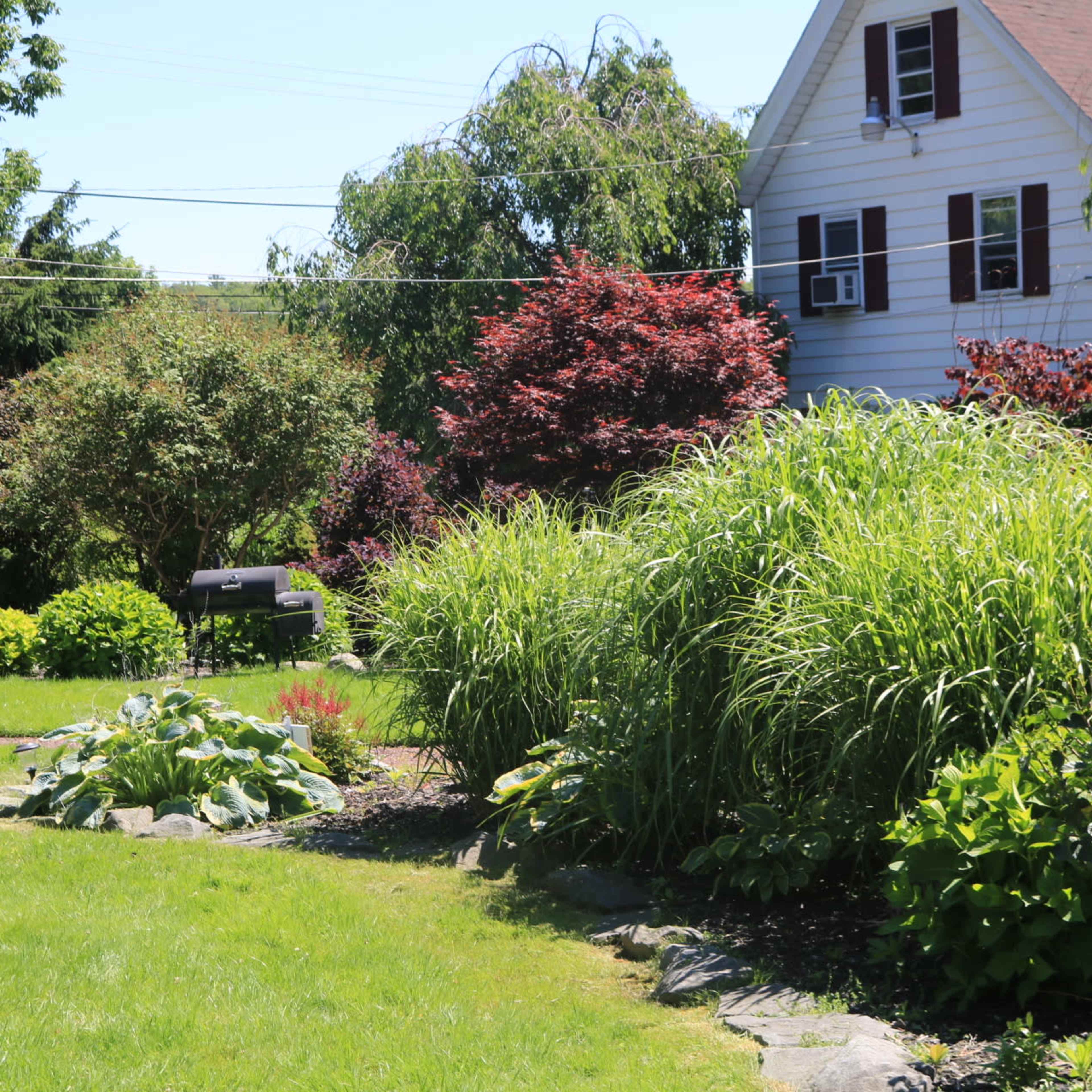 A green garden with various plants and shrubs alongside a two-story house.