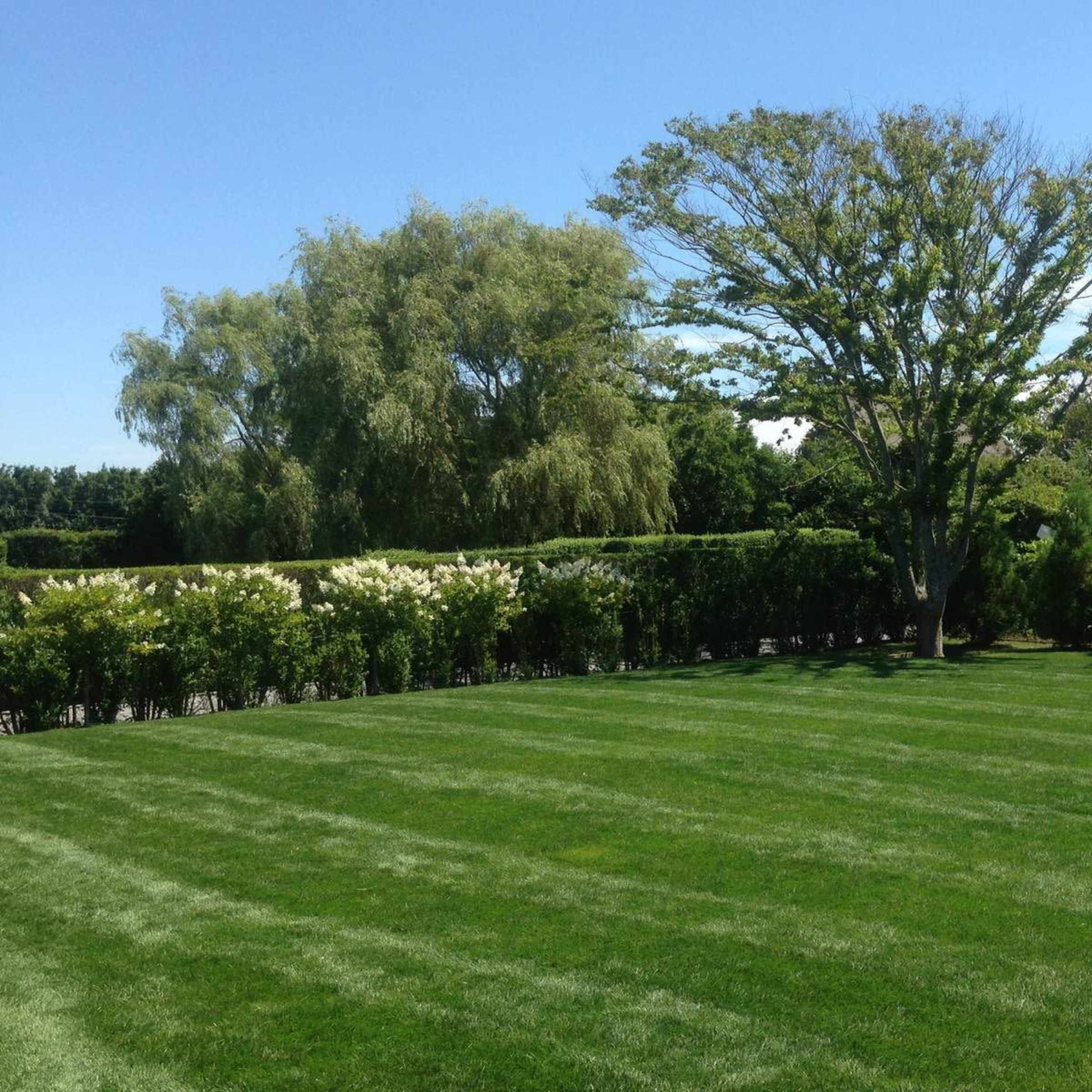 A spacious green lawn is bordered by trees and shrubs under a clear blue sky.