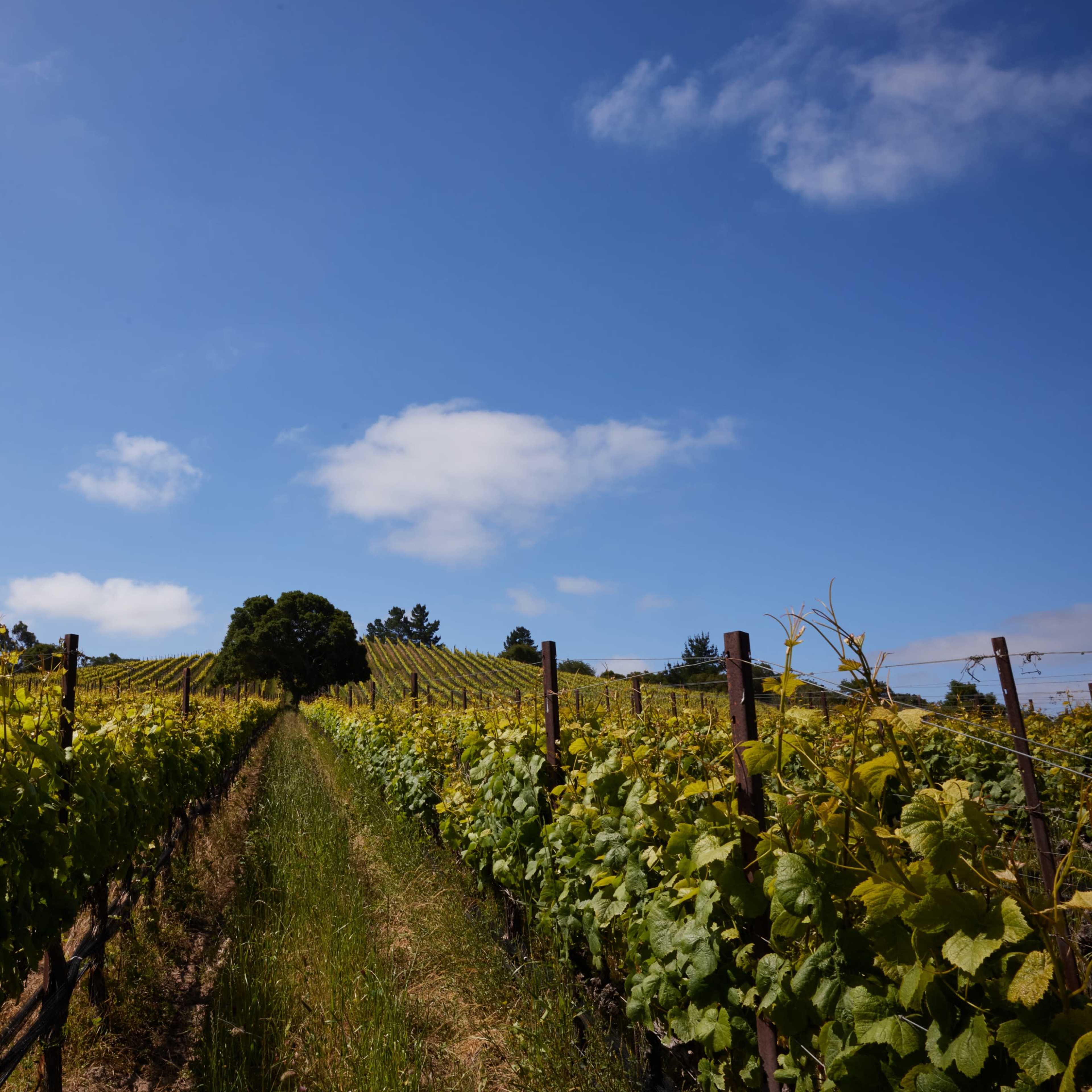 100-Acre Vineyard with Rustic Ranch Backdrops Image in , Lompoc, CA