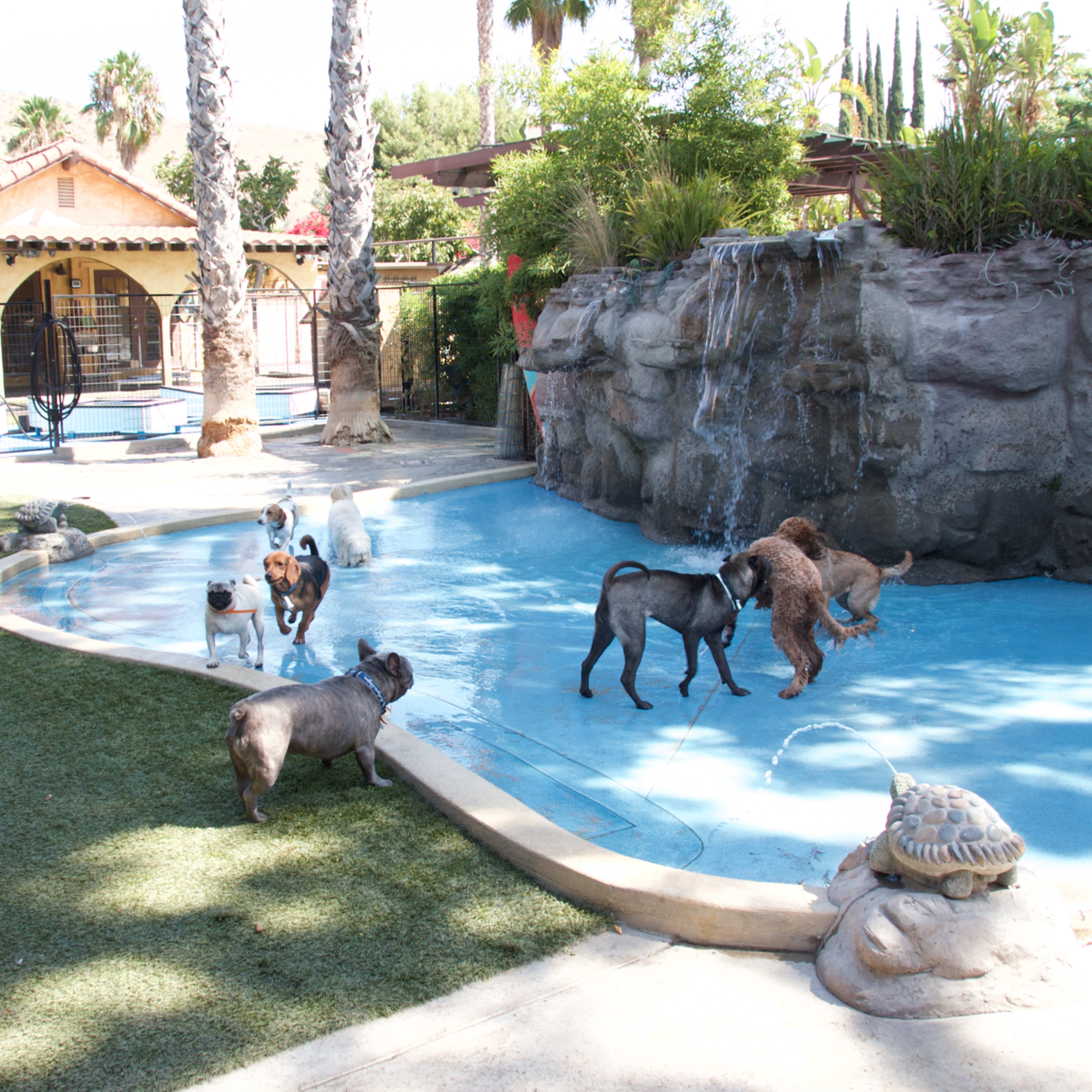 A group of dogs plays around a shallow pool and a small waterfall in a landscaped yard.