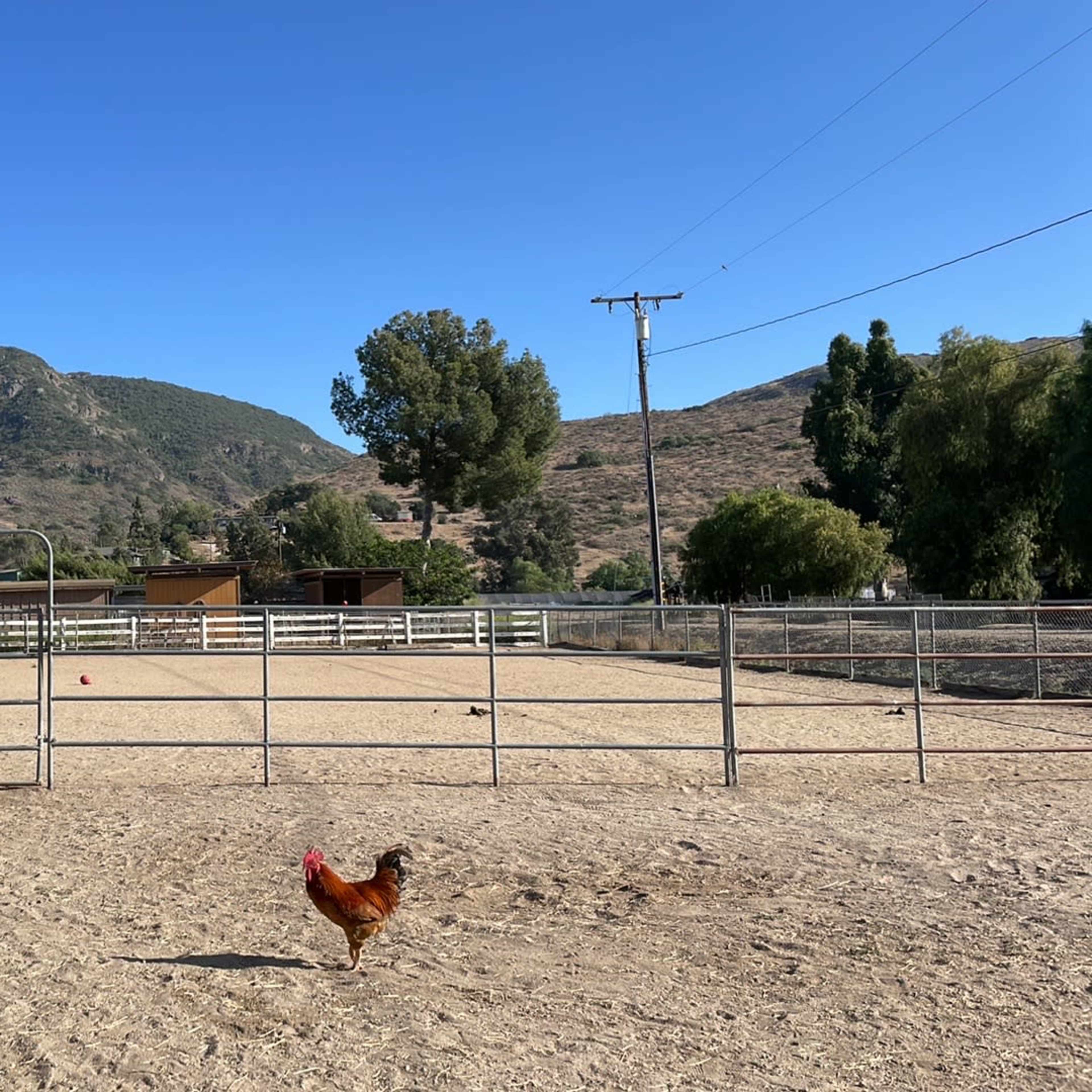 A rooster walks in a sandy enclosure surrounded by a fence, with mountains and blue sky in the background.
