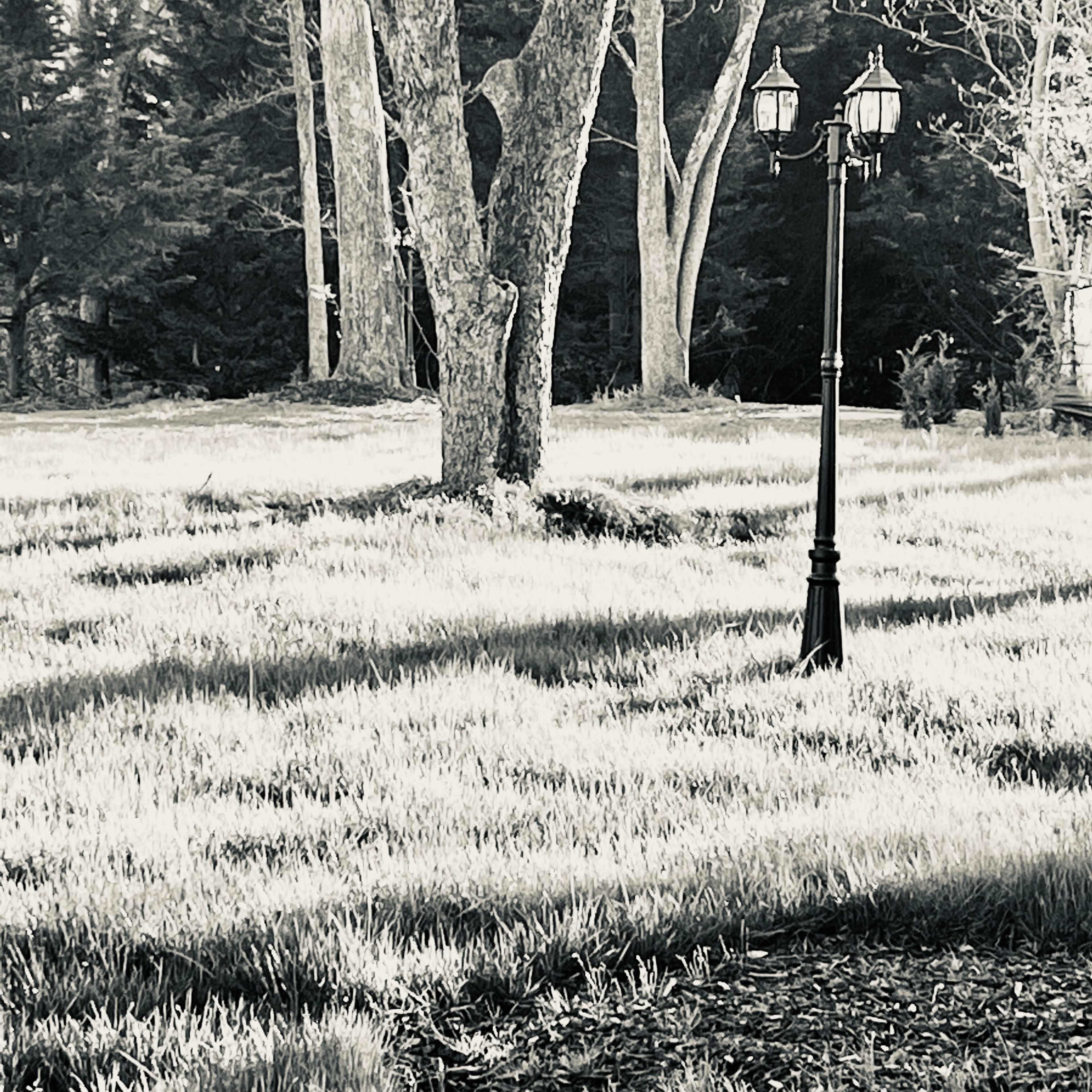 A lone streetlamp stands beside a large tree in a grassy area surrounded by dense foliage.