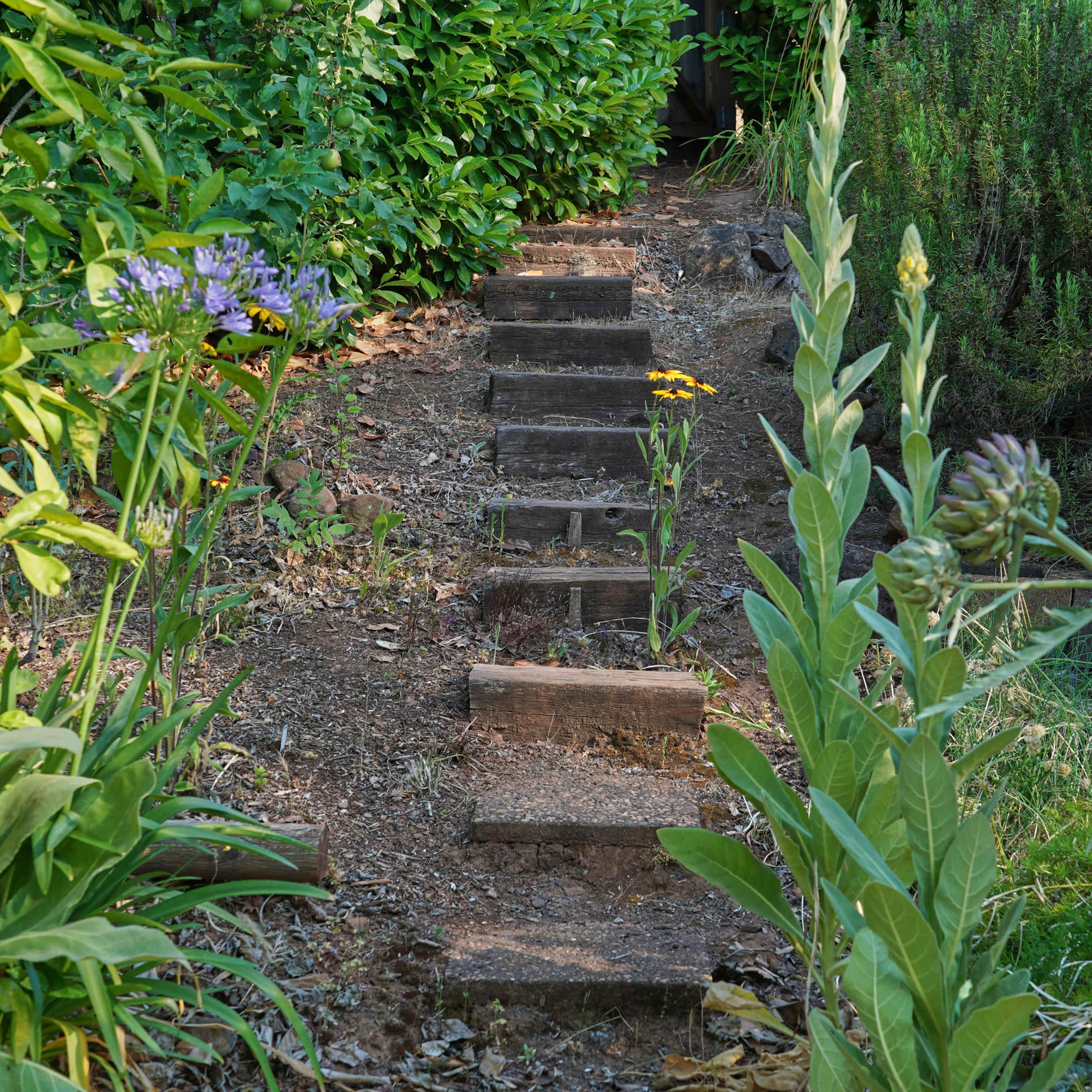 A narrow, dirt path lined with stone steps leads through lush green foliage and flowering plants.