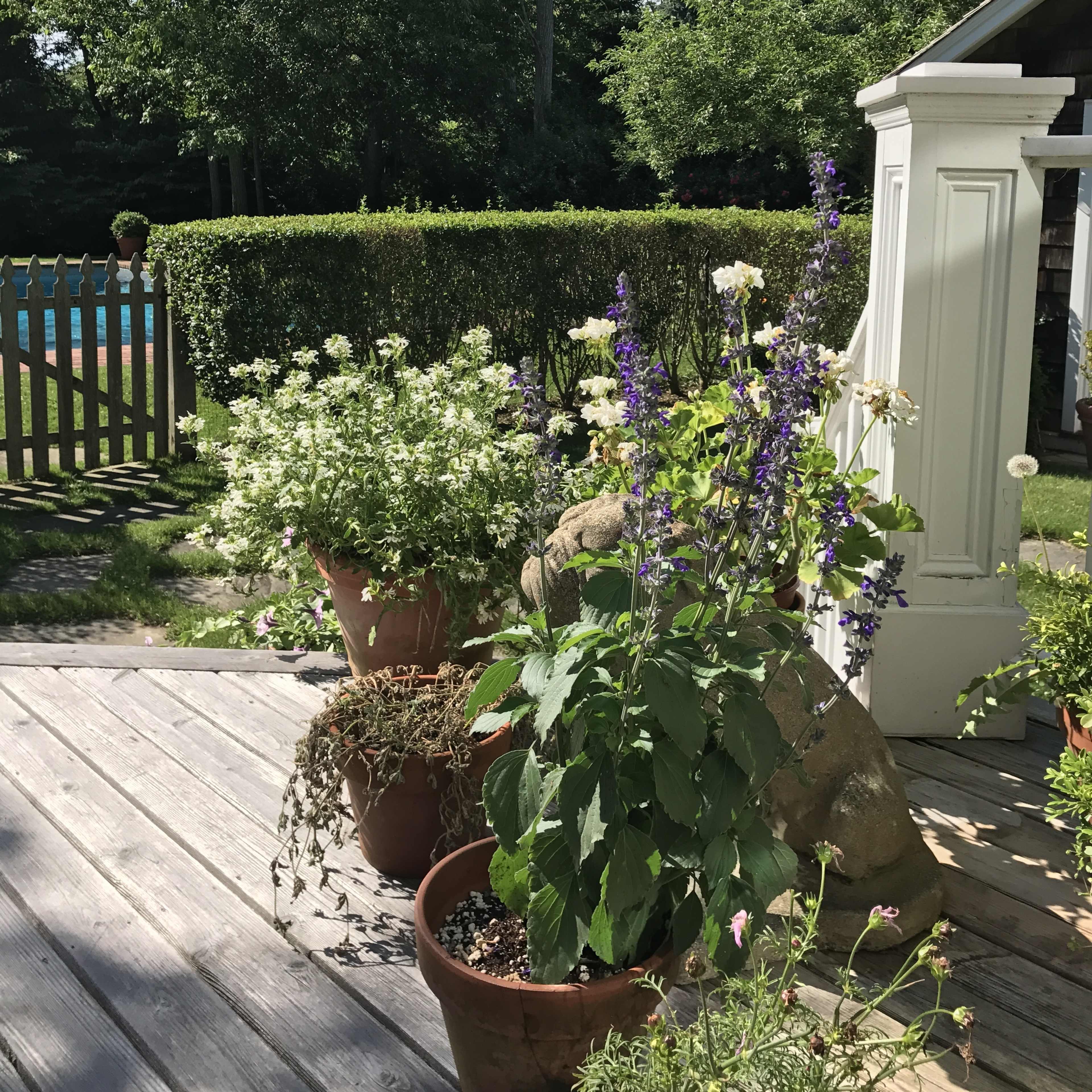 A wooden deck with various potted plants, surrounded by lush greenery and a glimpse of a pool in the background.