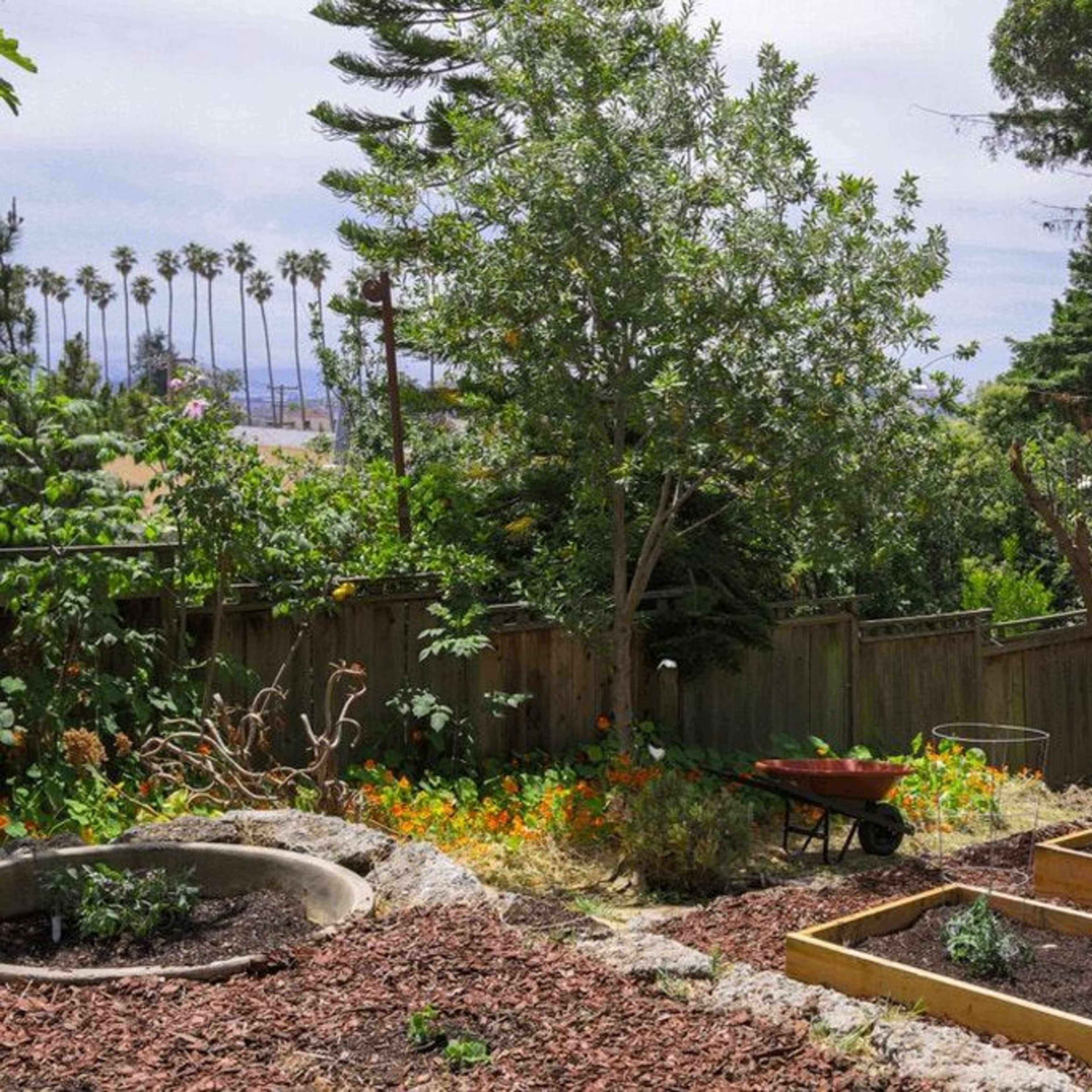 A garden scene features raised wooden beds surrounded by mulch, a wheelbarrow in the background, and tall palm trees visible beyond a wooden fence.